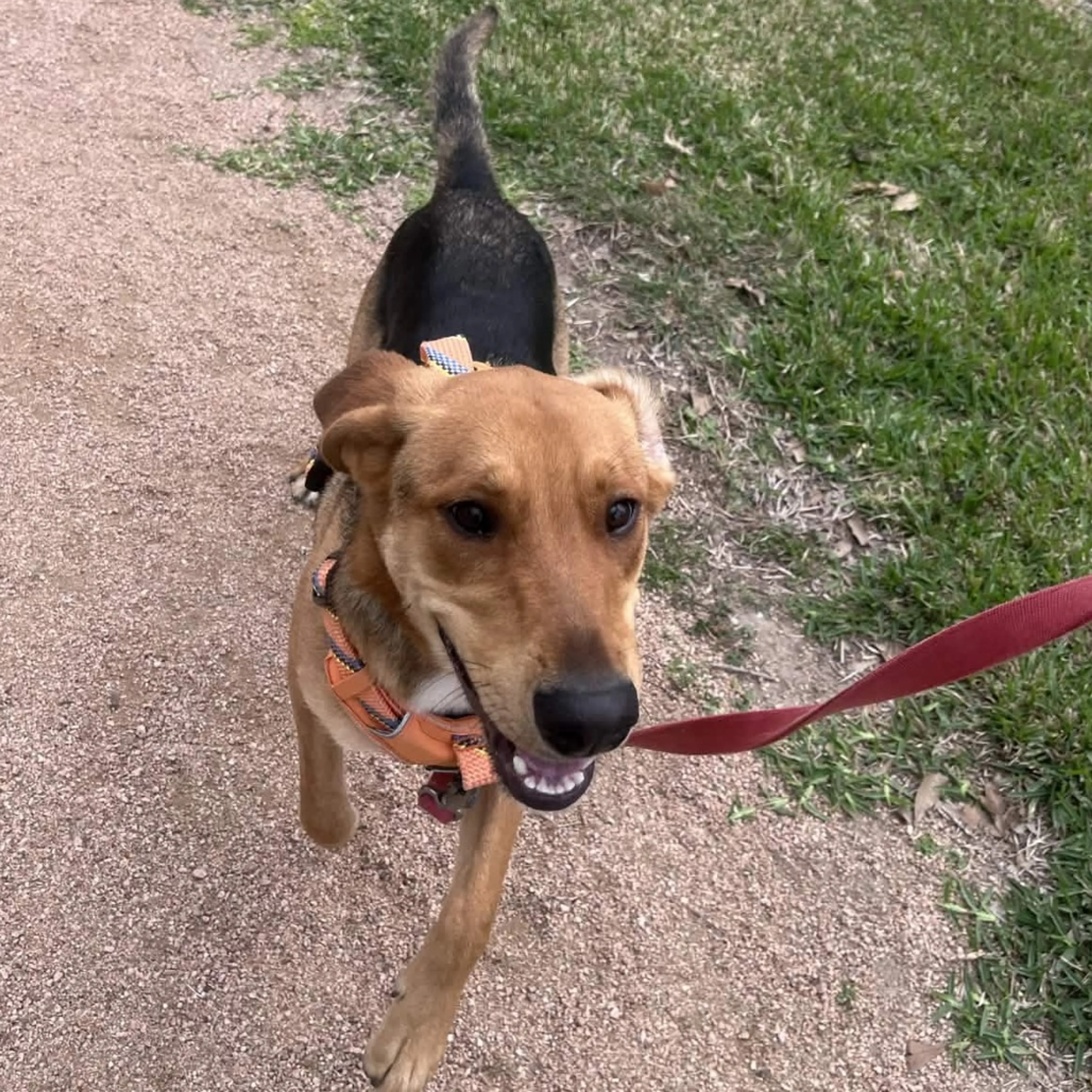 Found pet-4