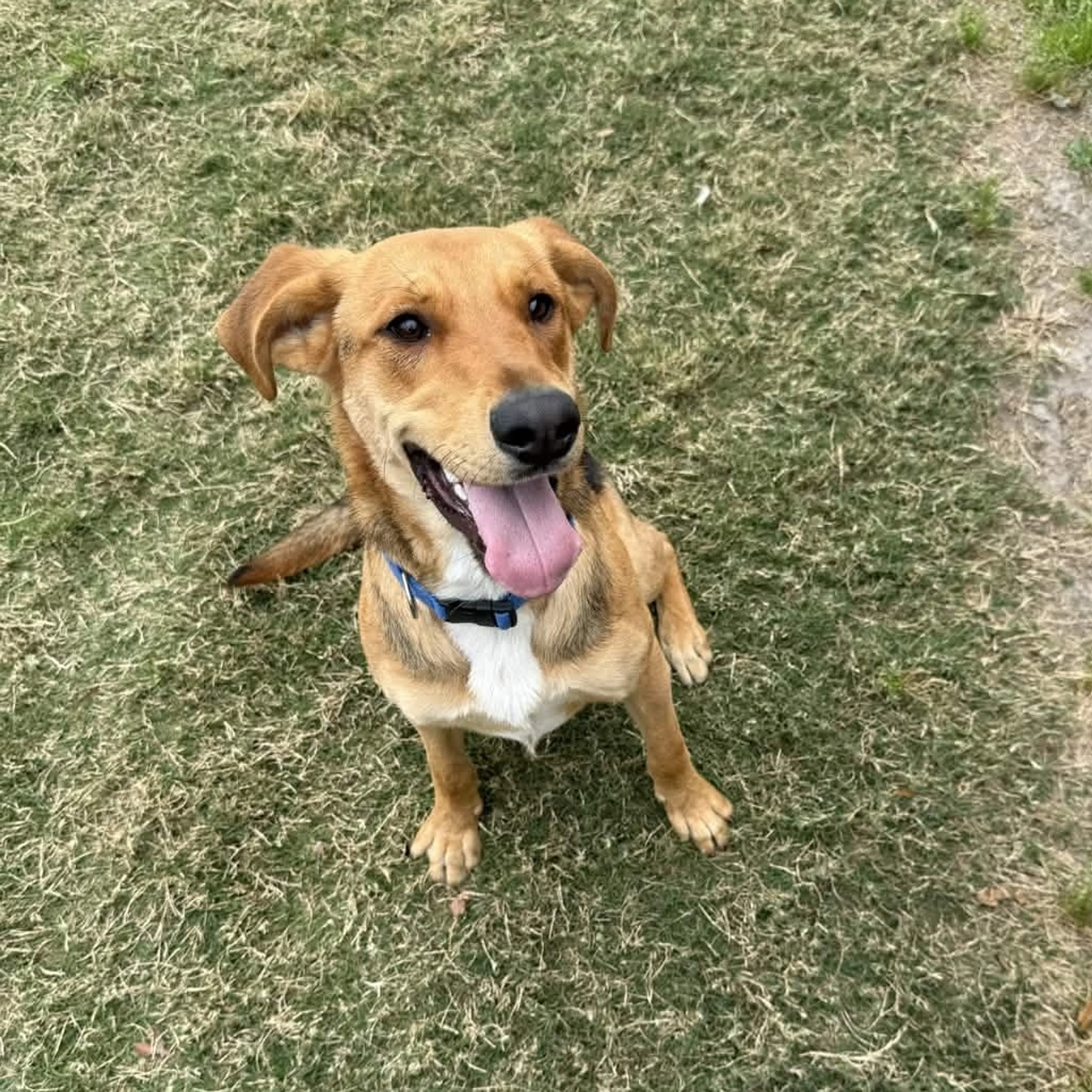 Found pet-7