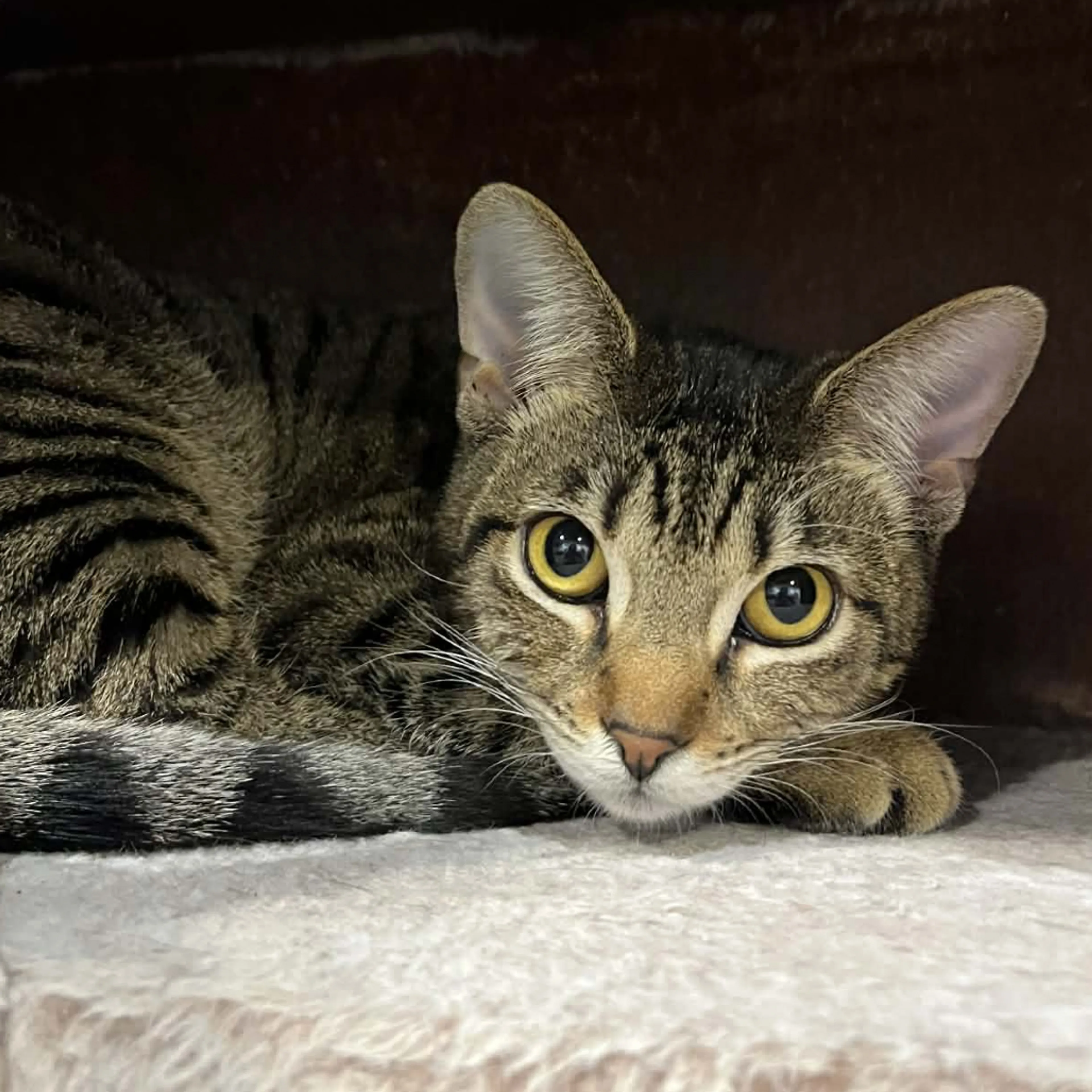Found pet-2