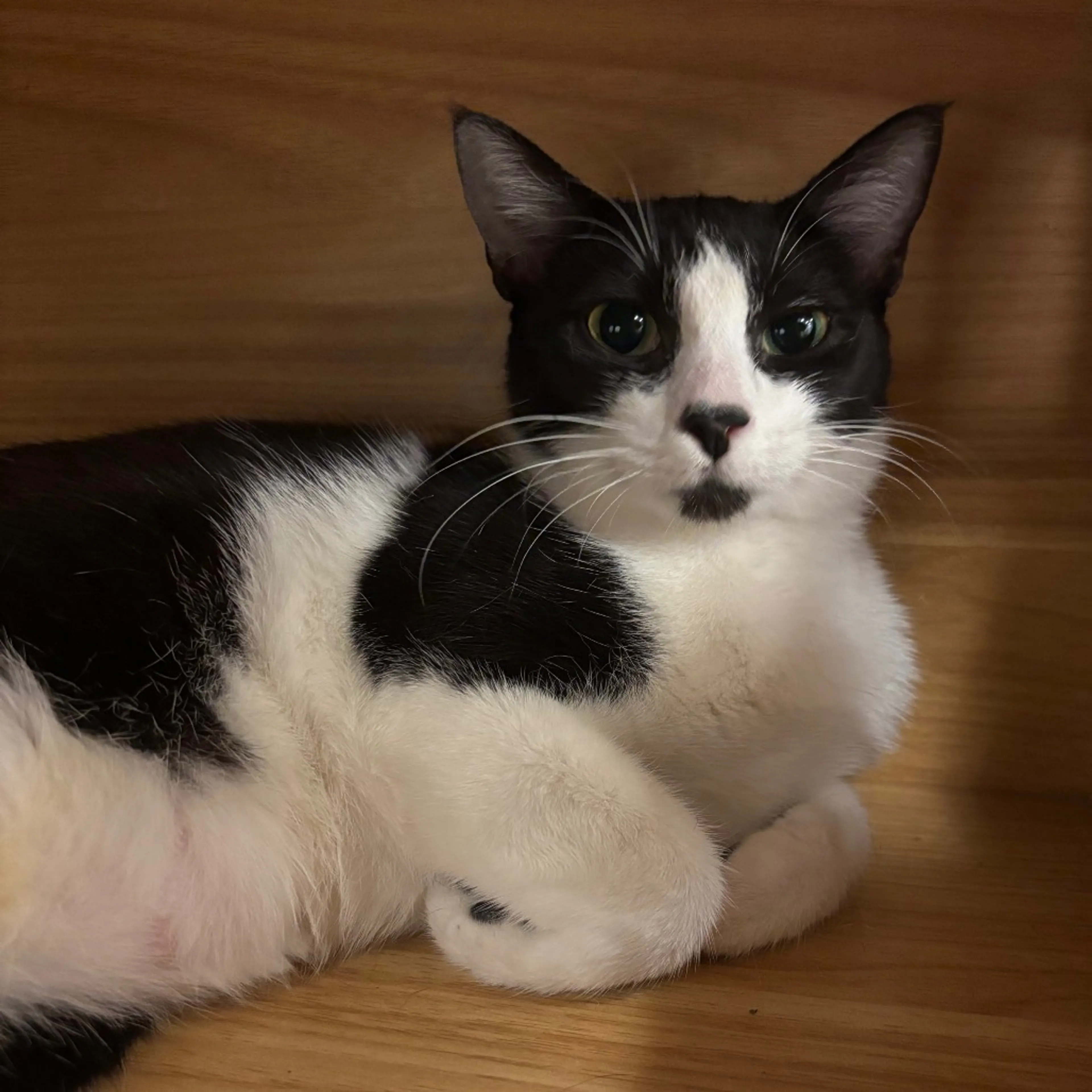 Found pet-3