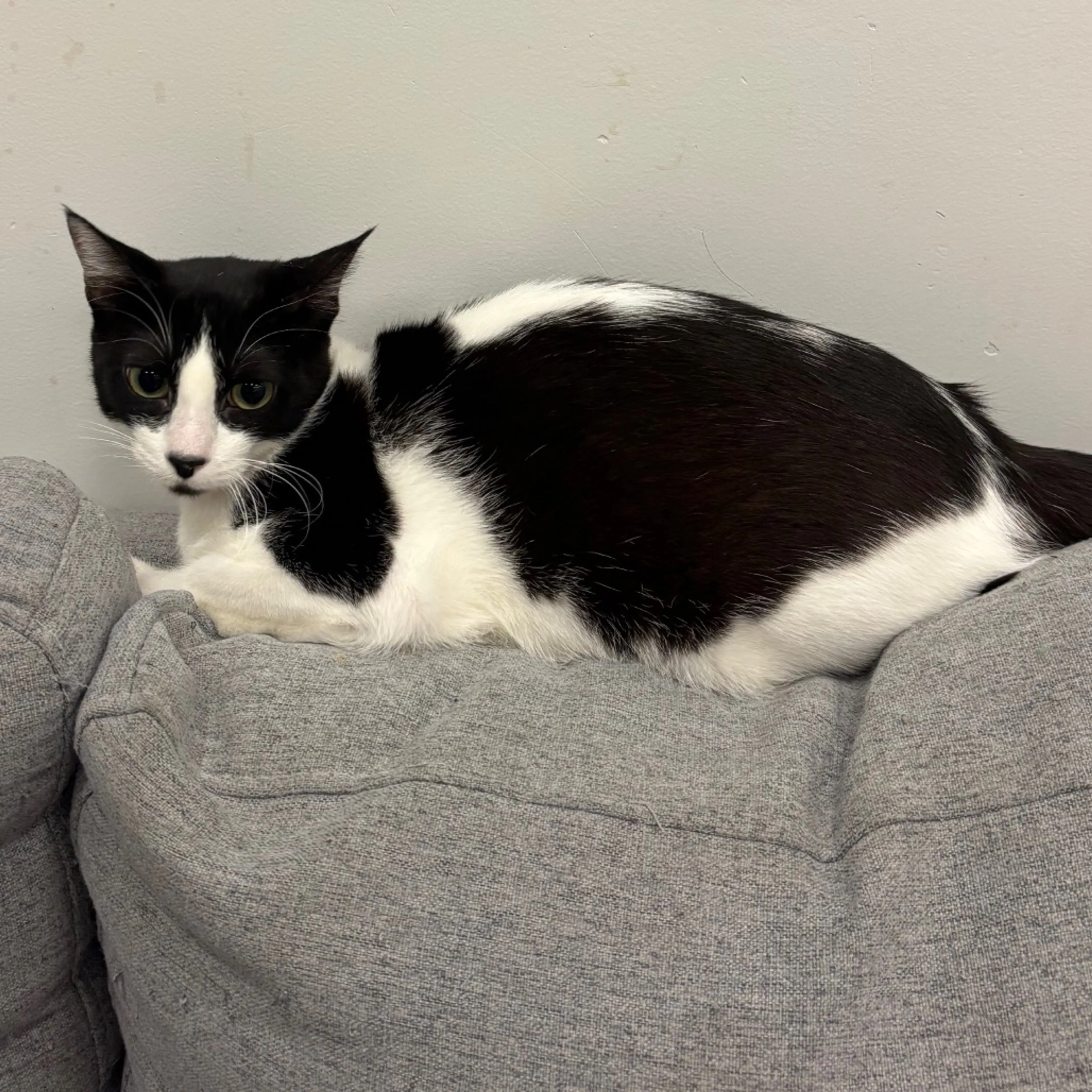 Found pet-2