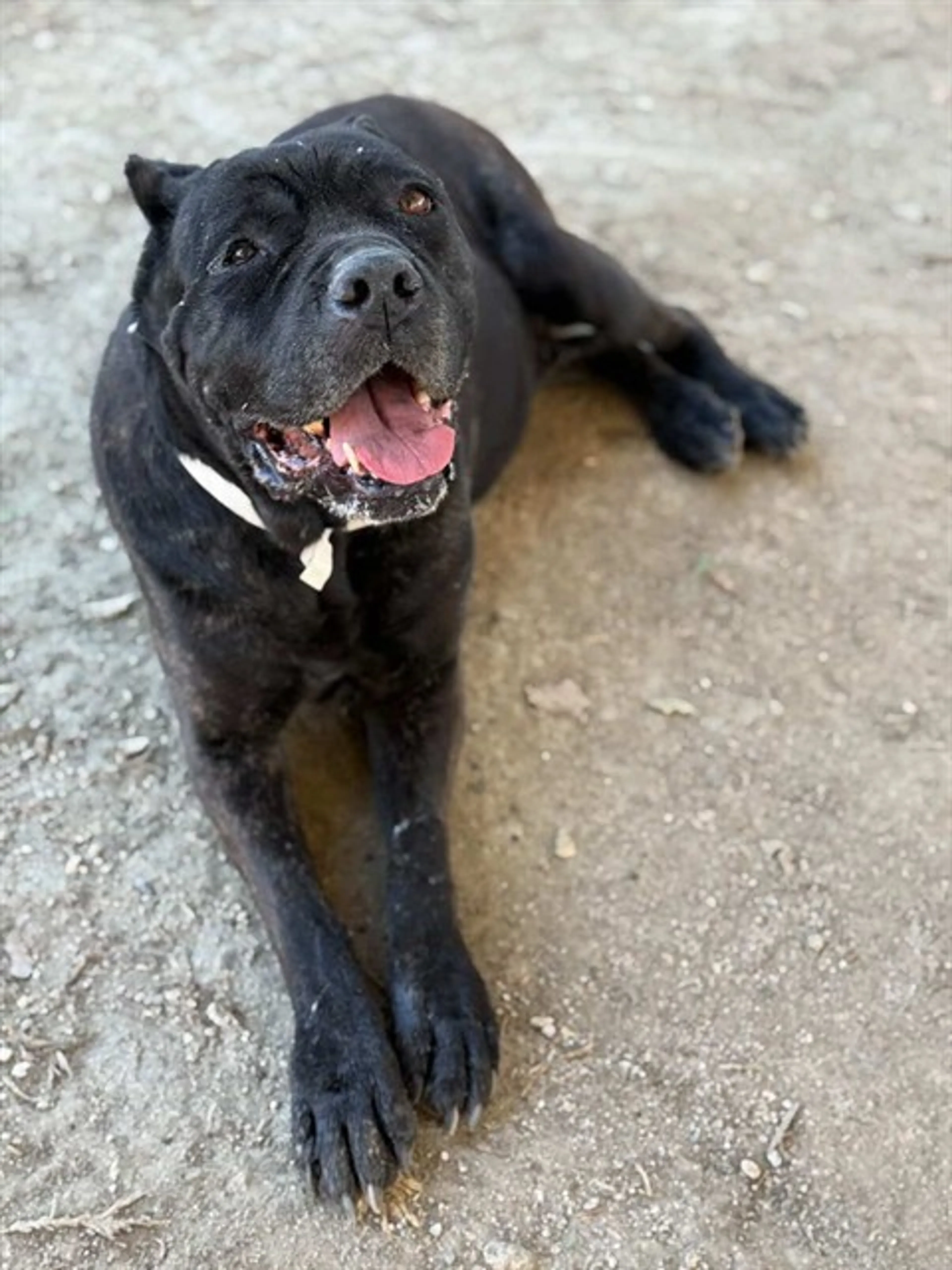 Found pet