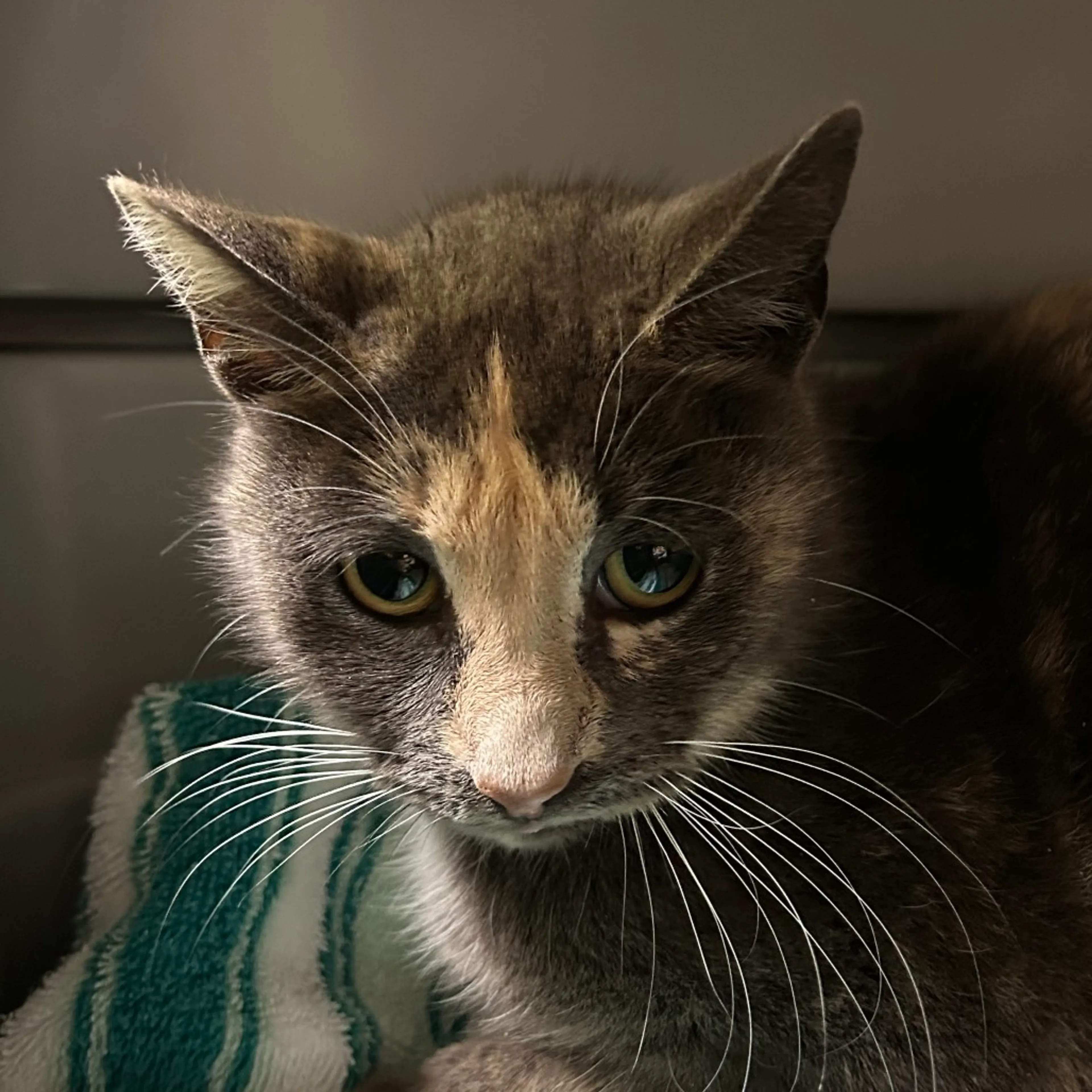 Found pet-1