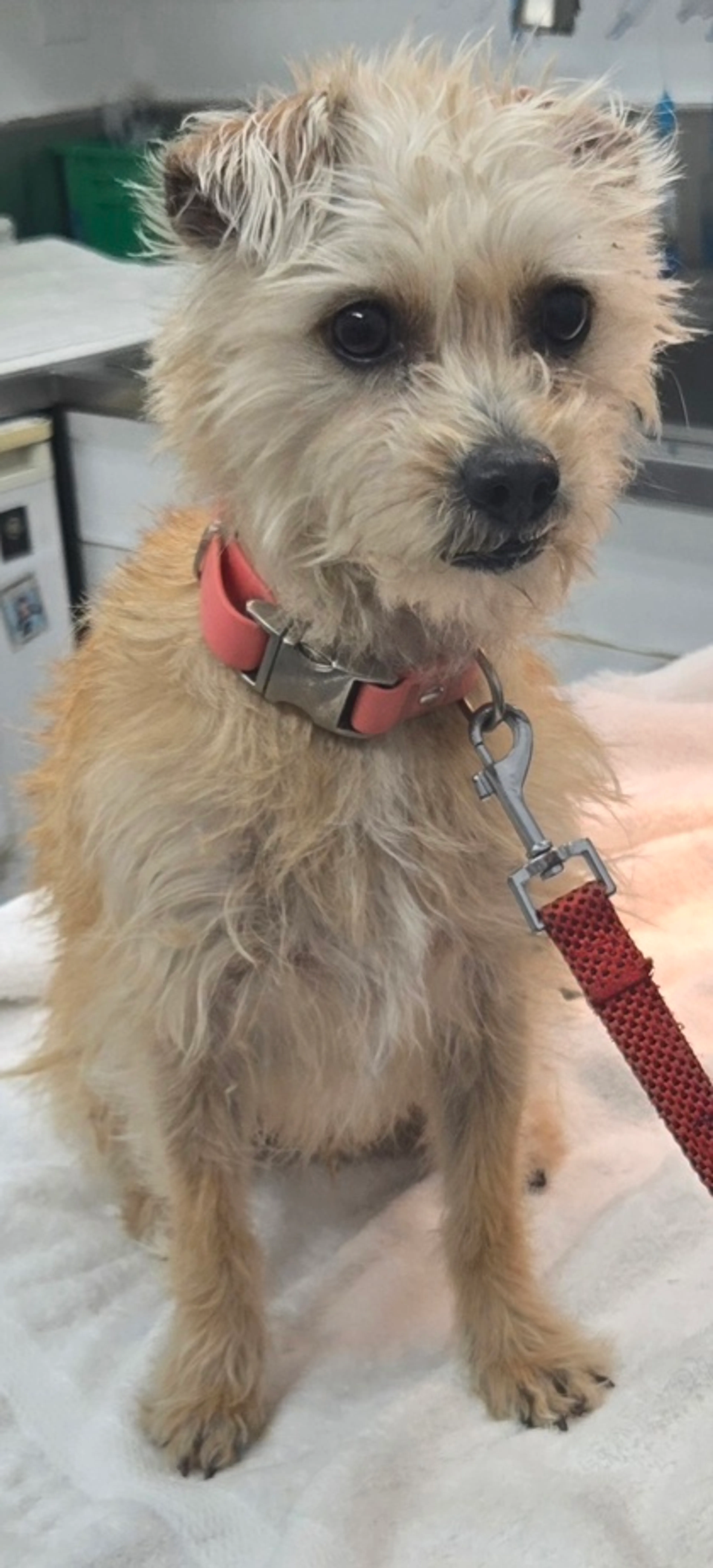 Found pet-2