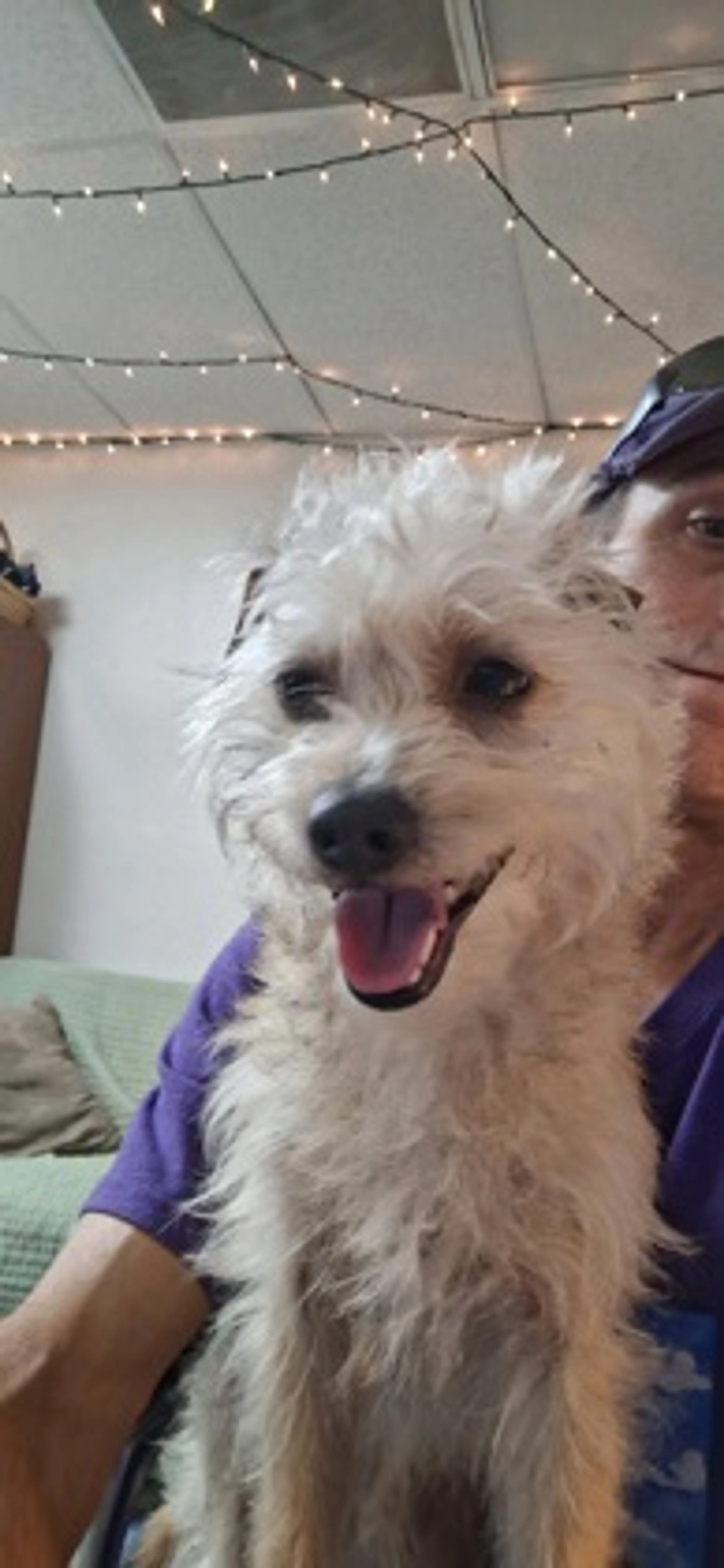 Found pet-1