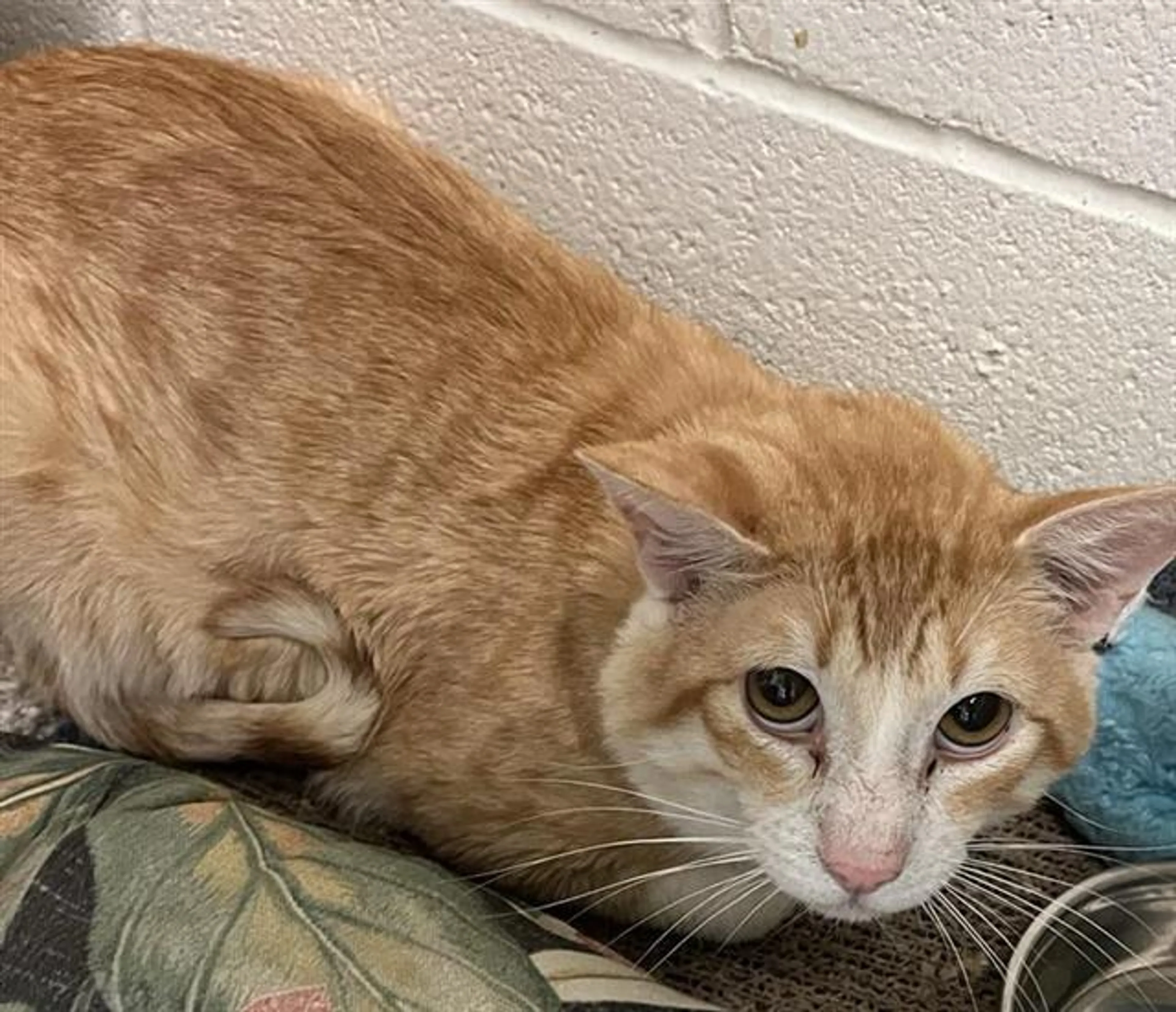 Found pet