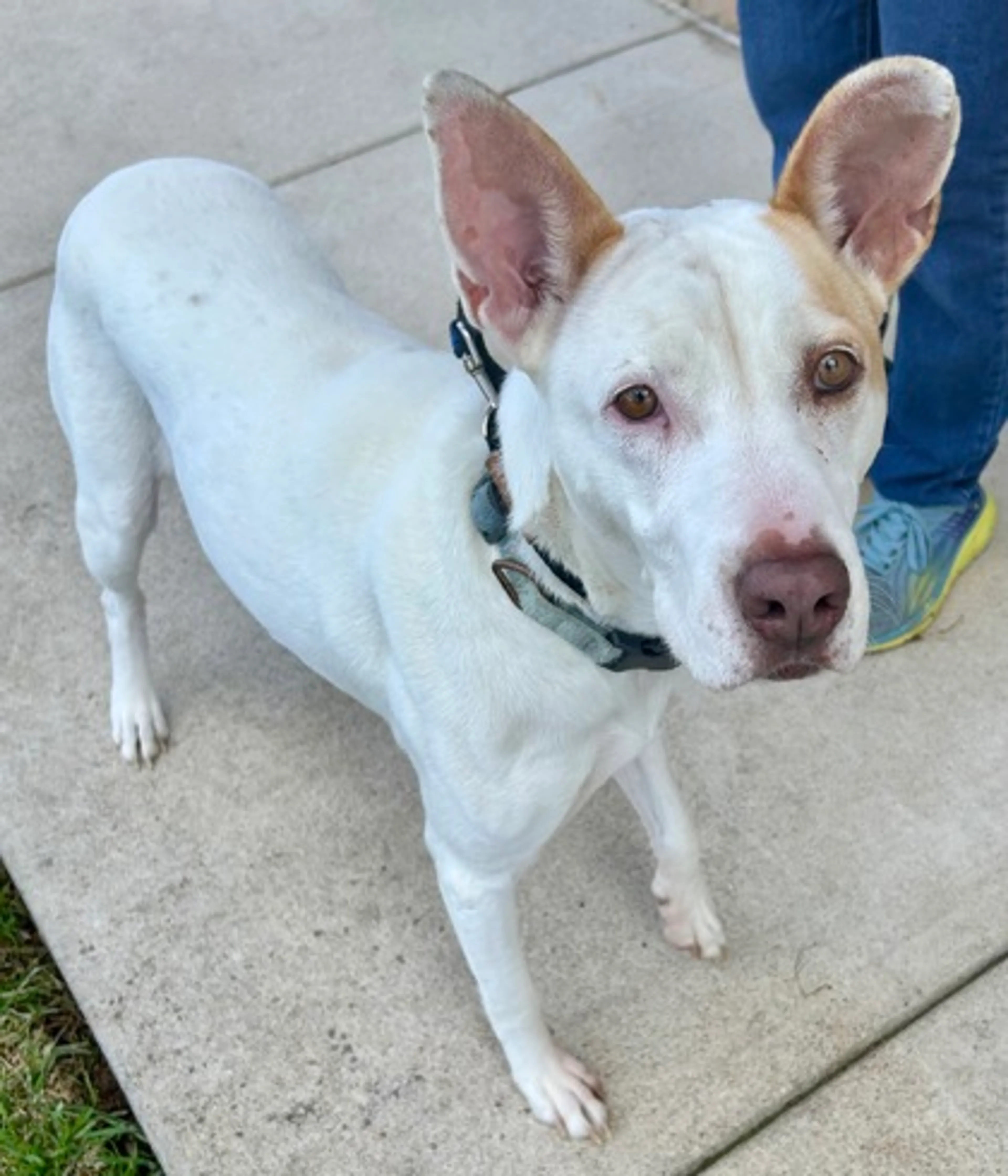 Found pet-2