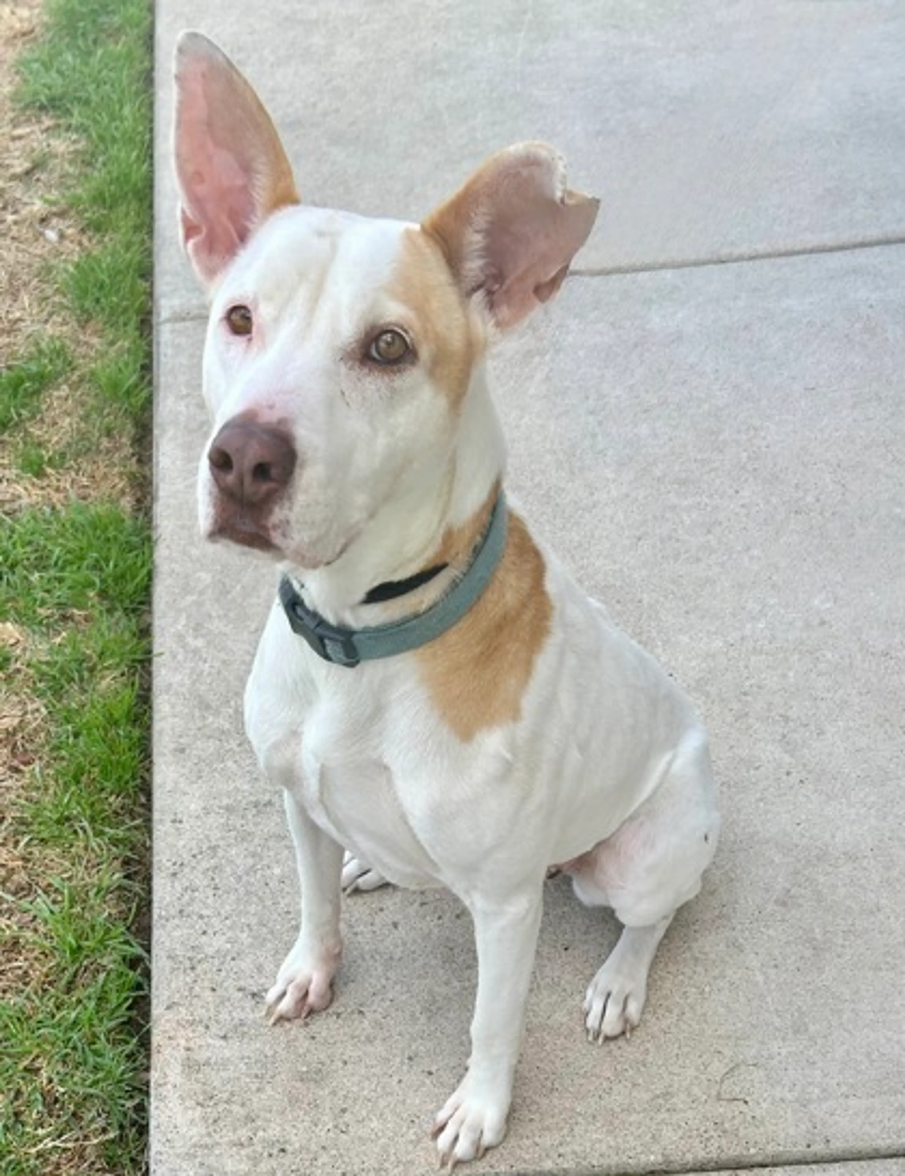 Found pet-1