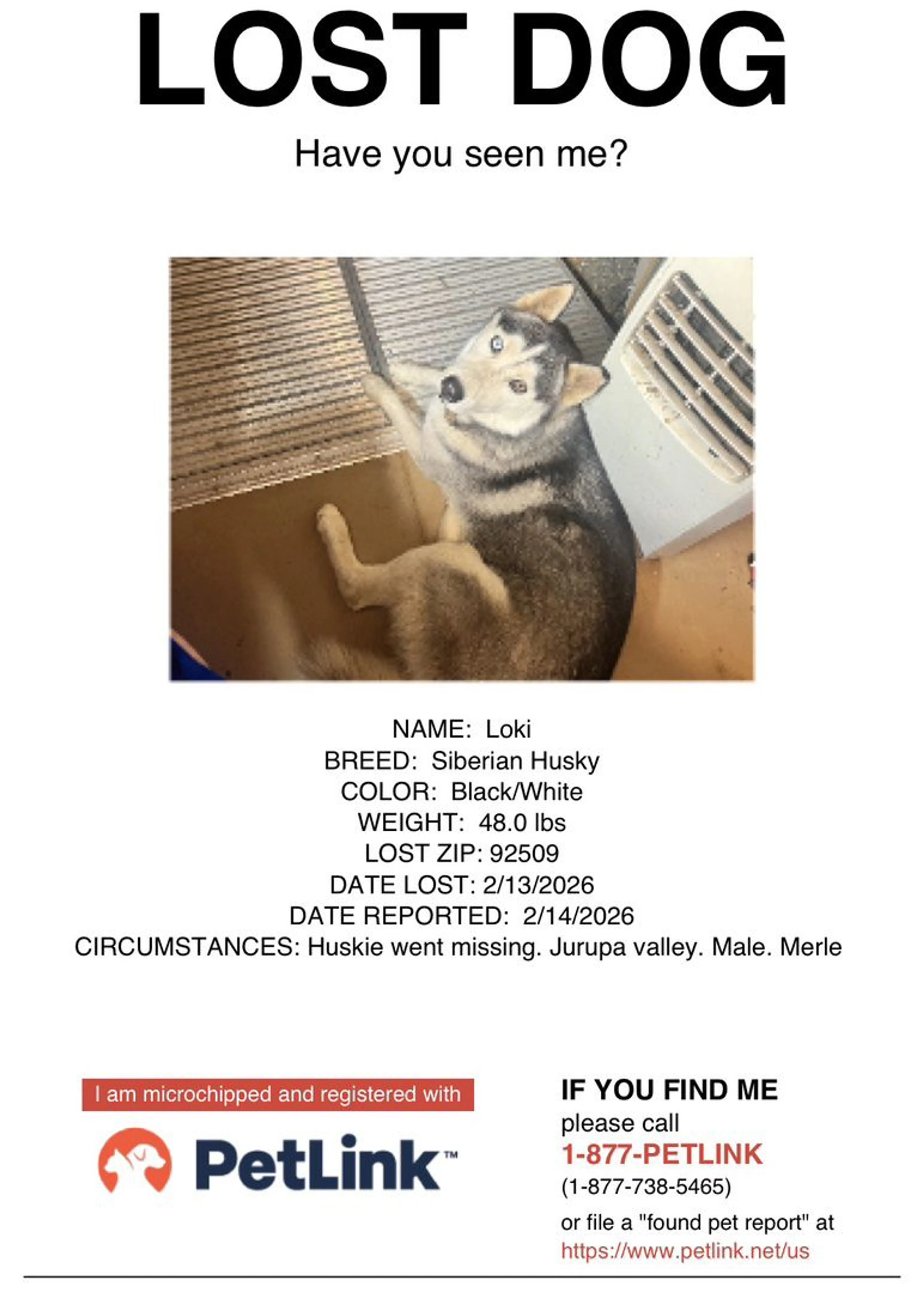 Lost pet