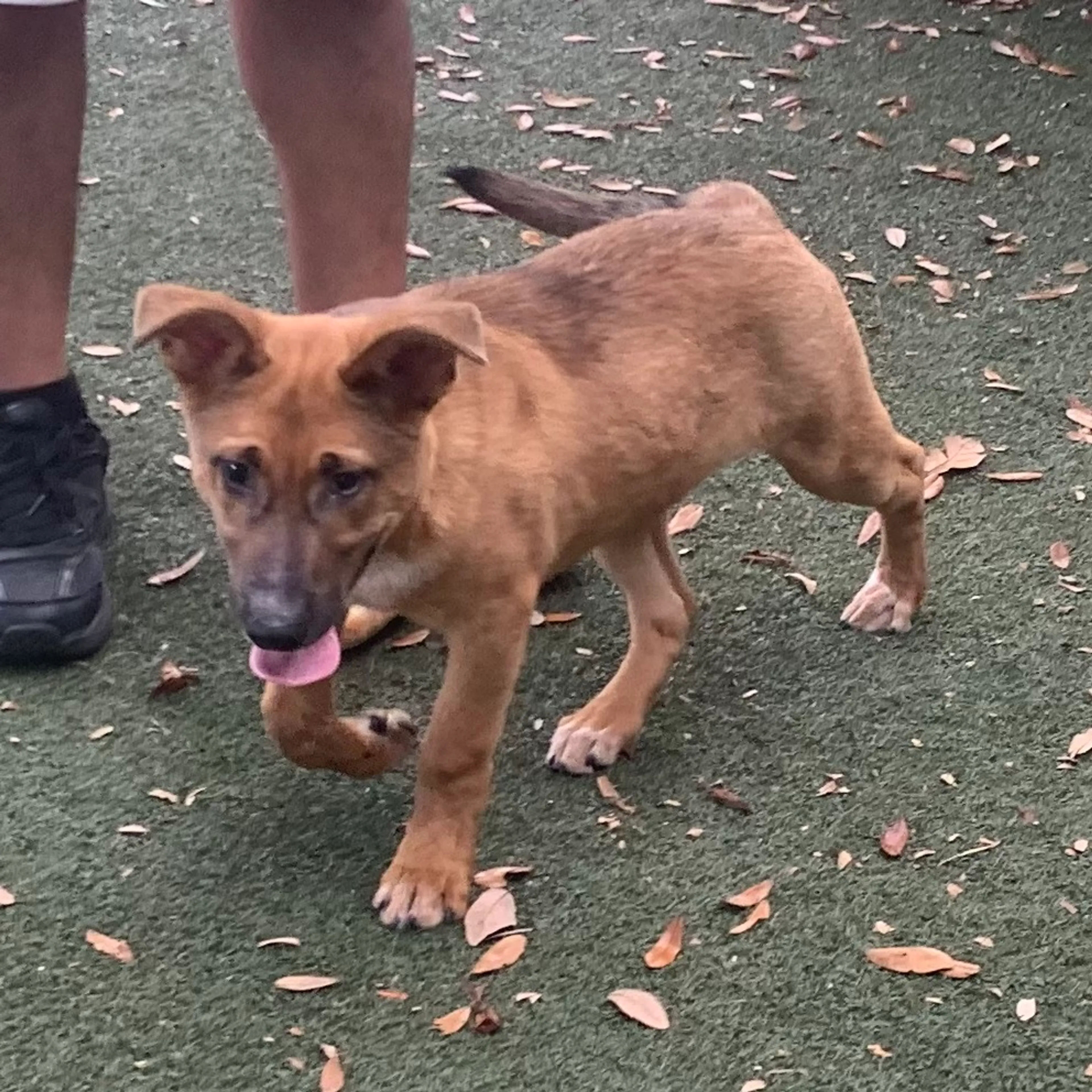 Found pet-3