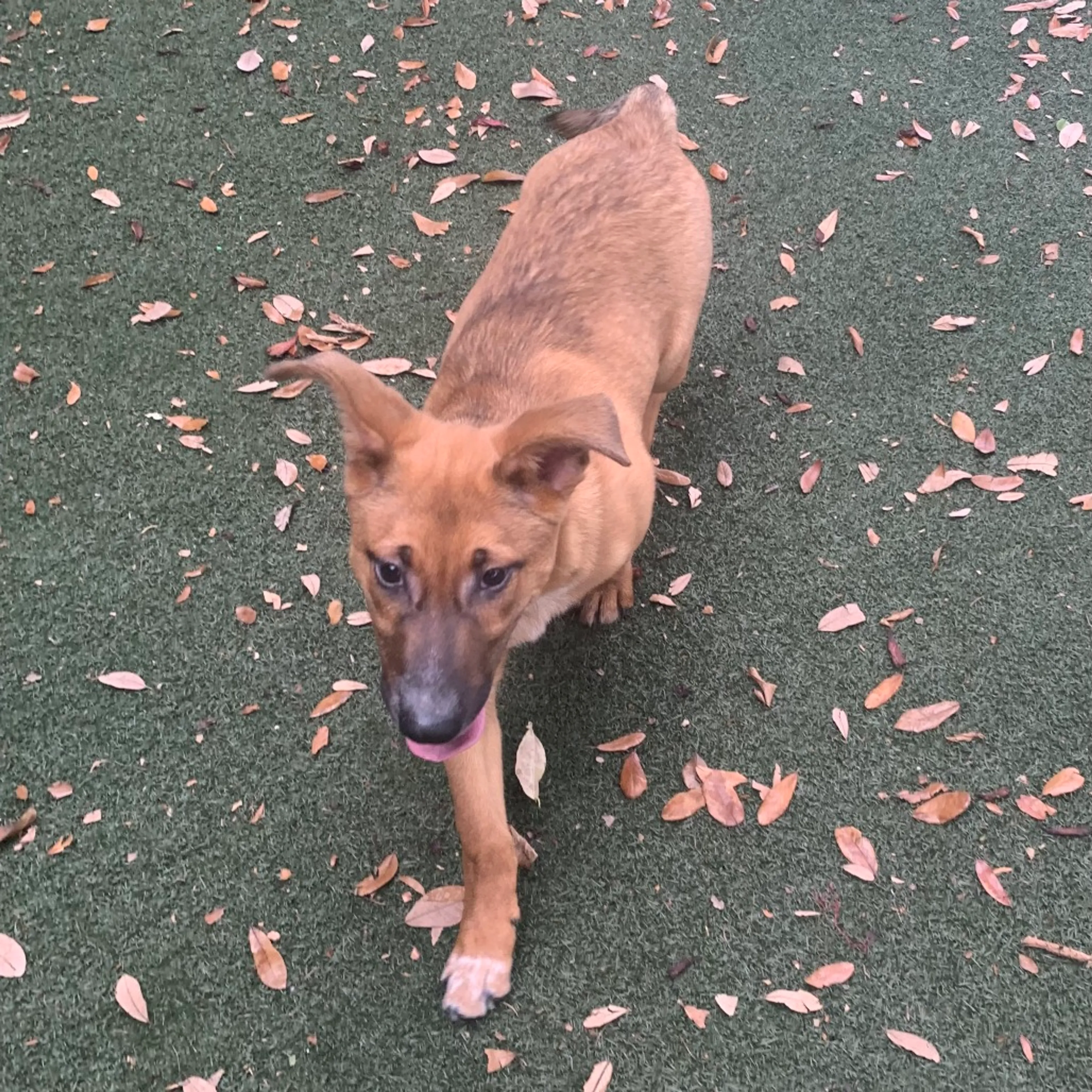 Found pet-4