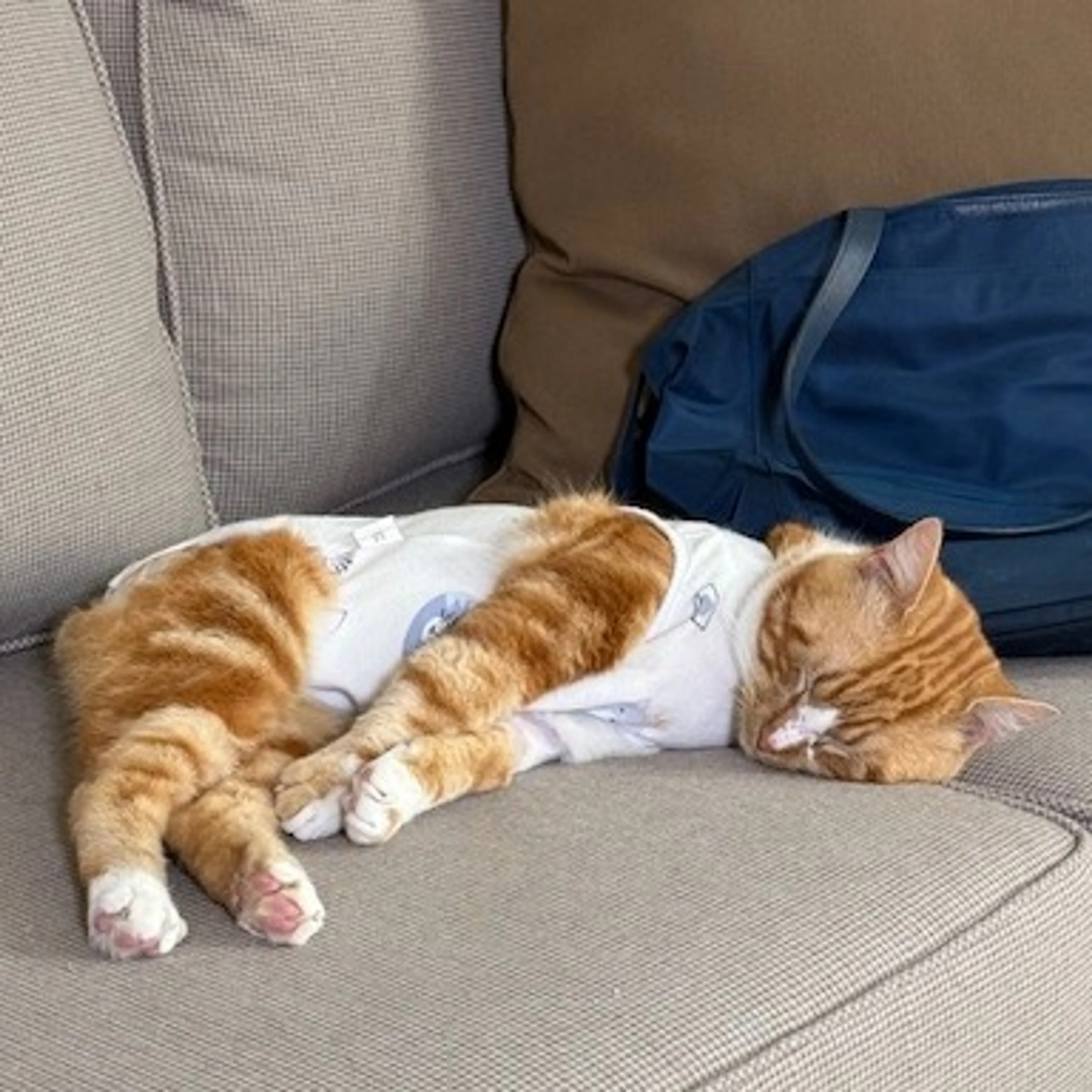 Found pet-3