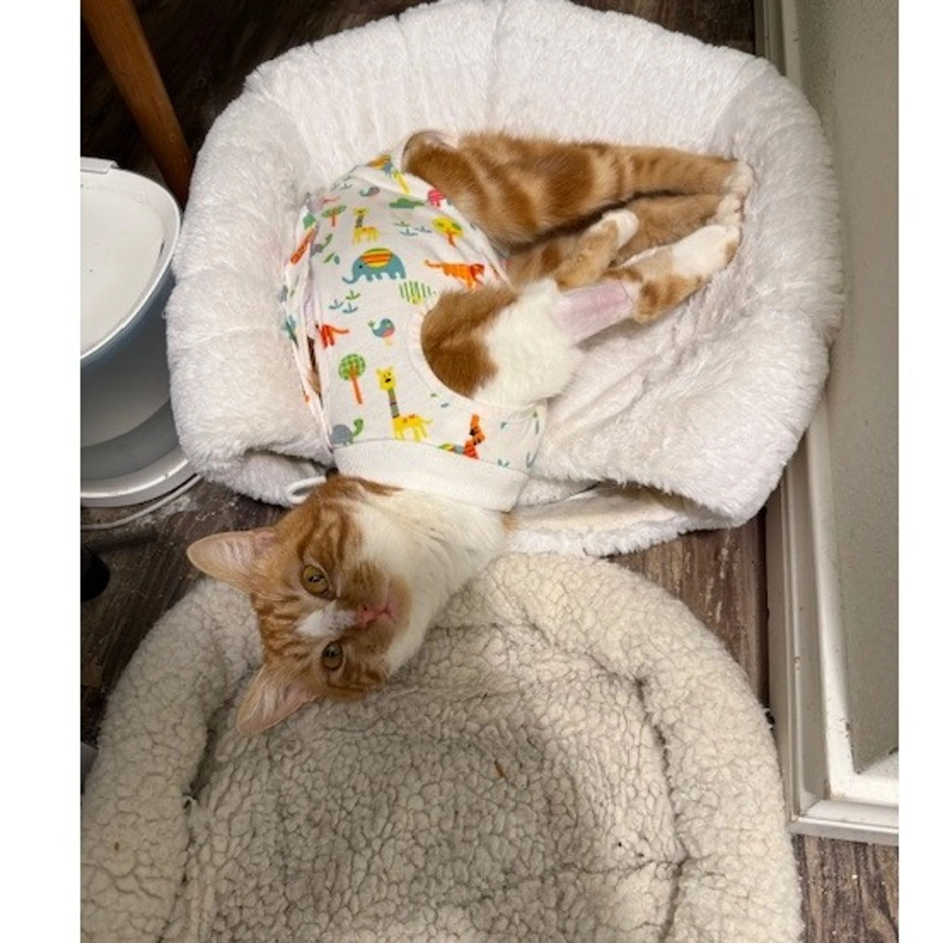 Found pet-2