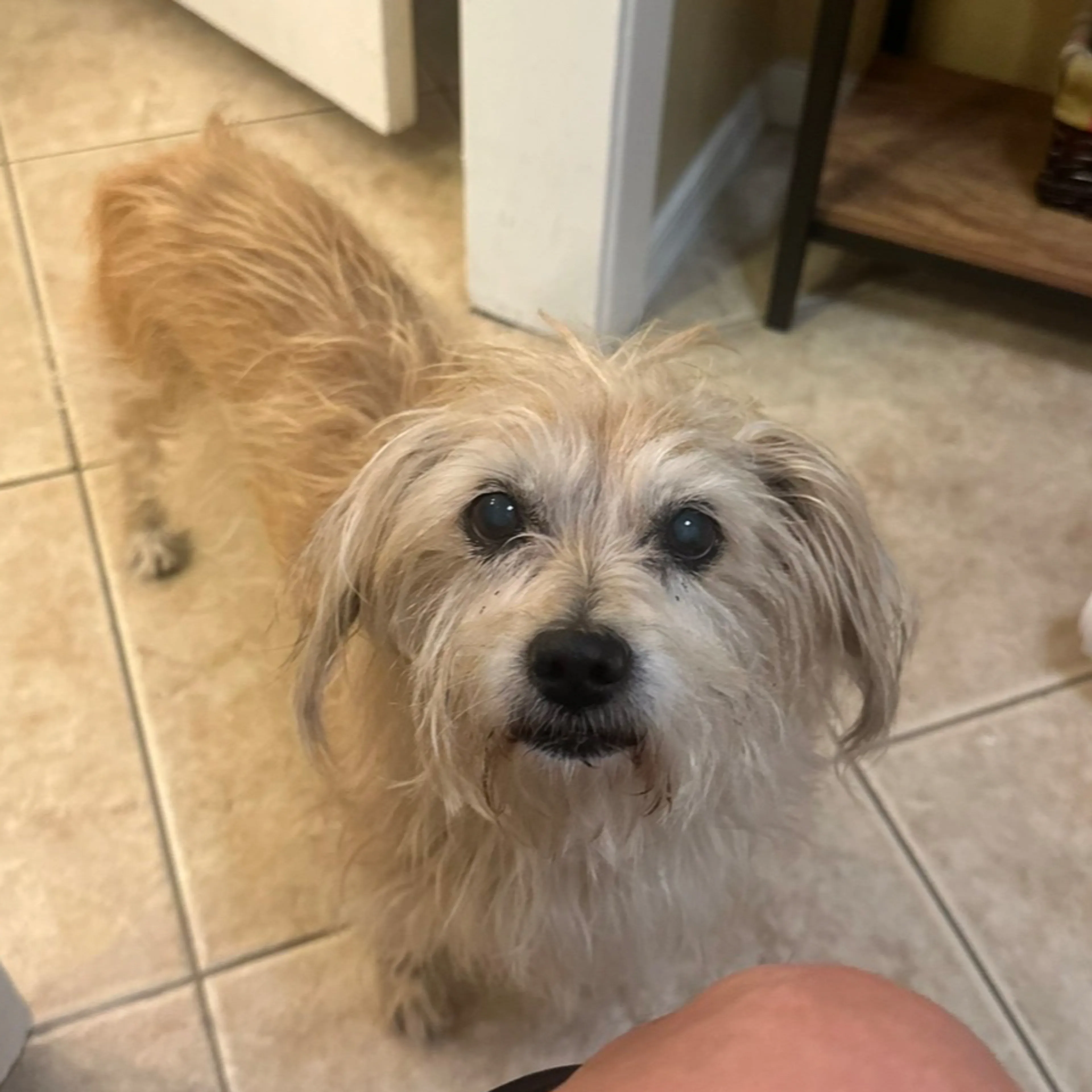 Lost pet-0