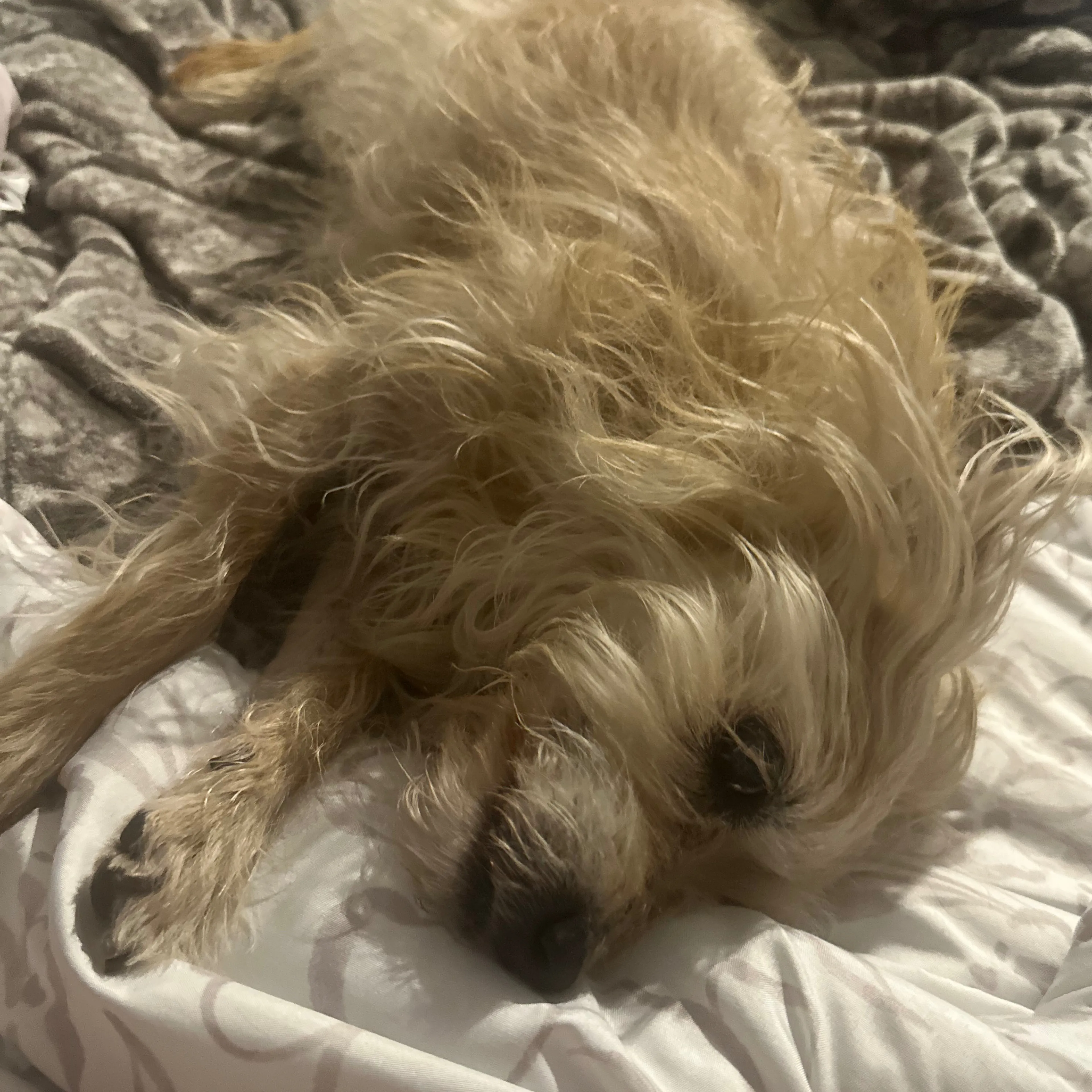 Lost pet-2