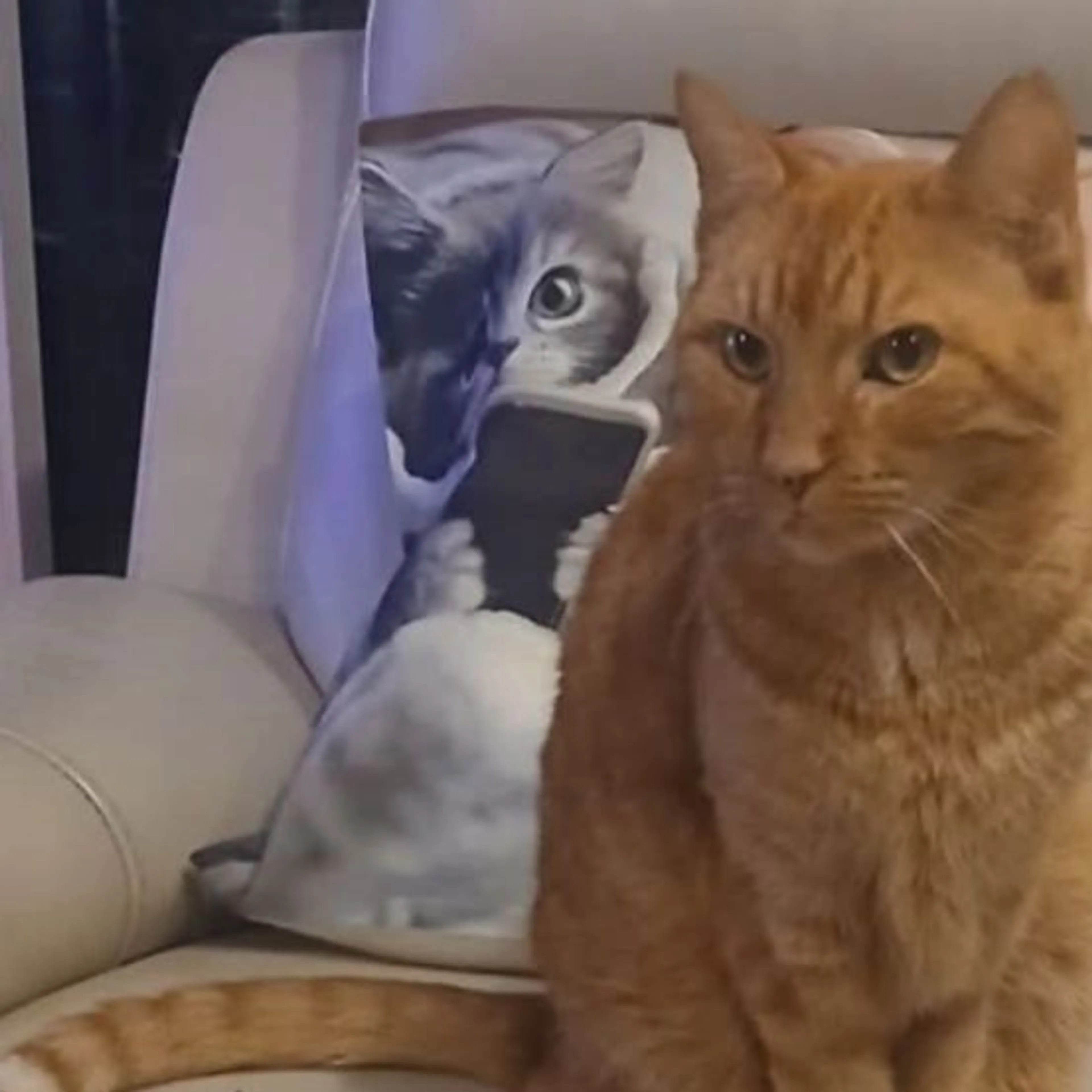 Lost pet