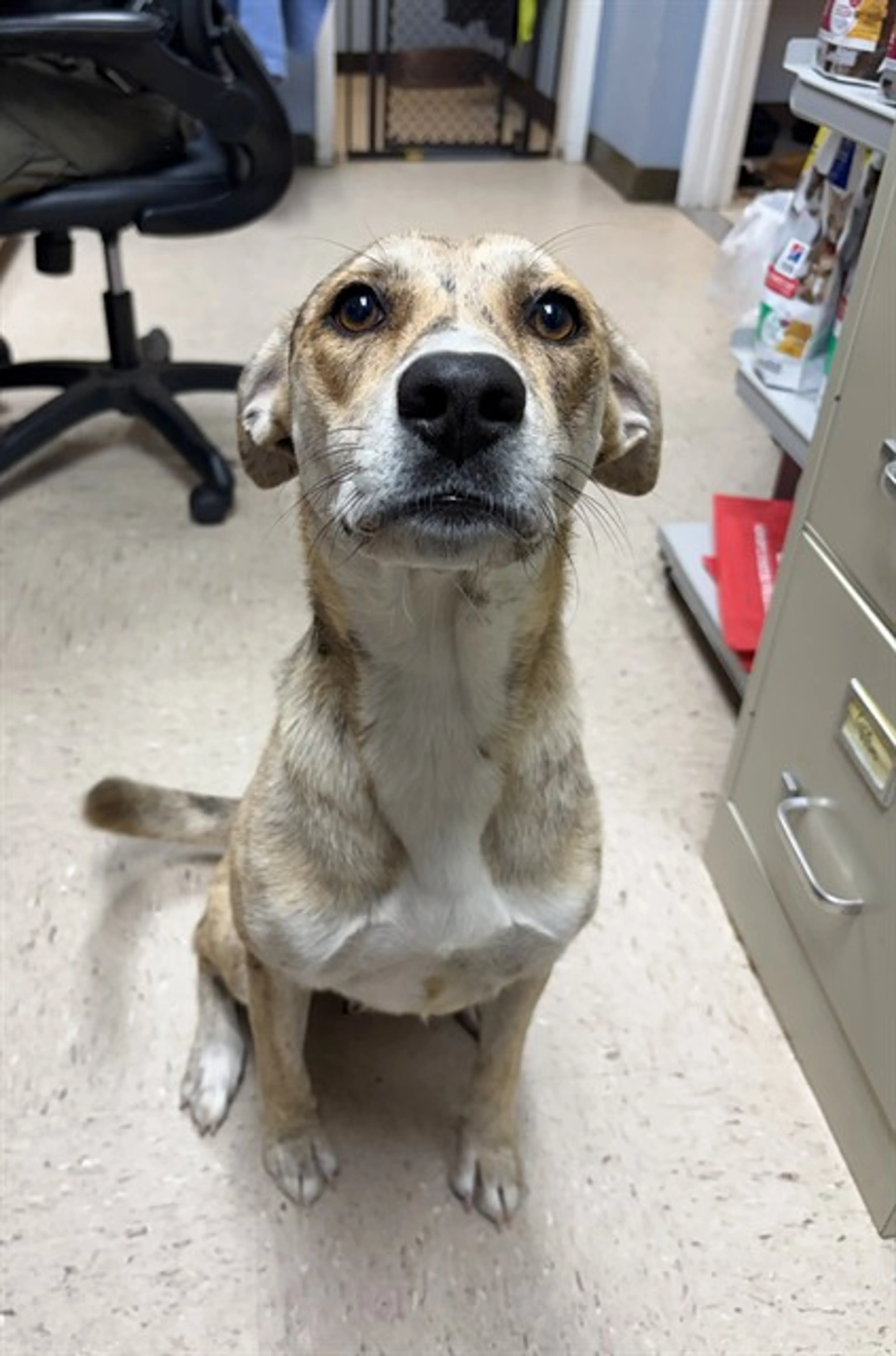 Found pet