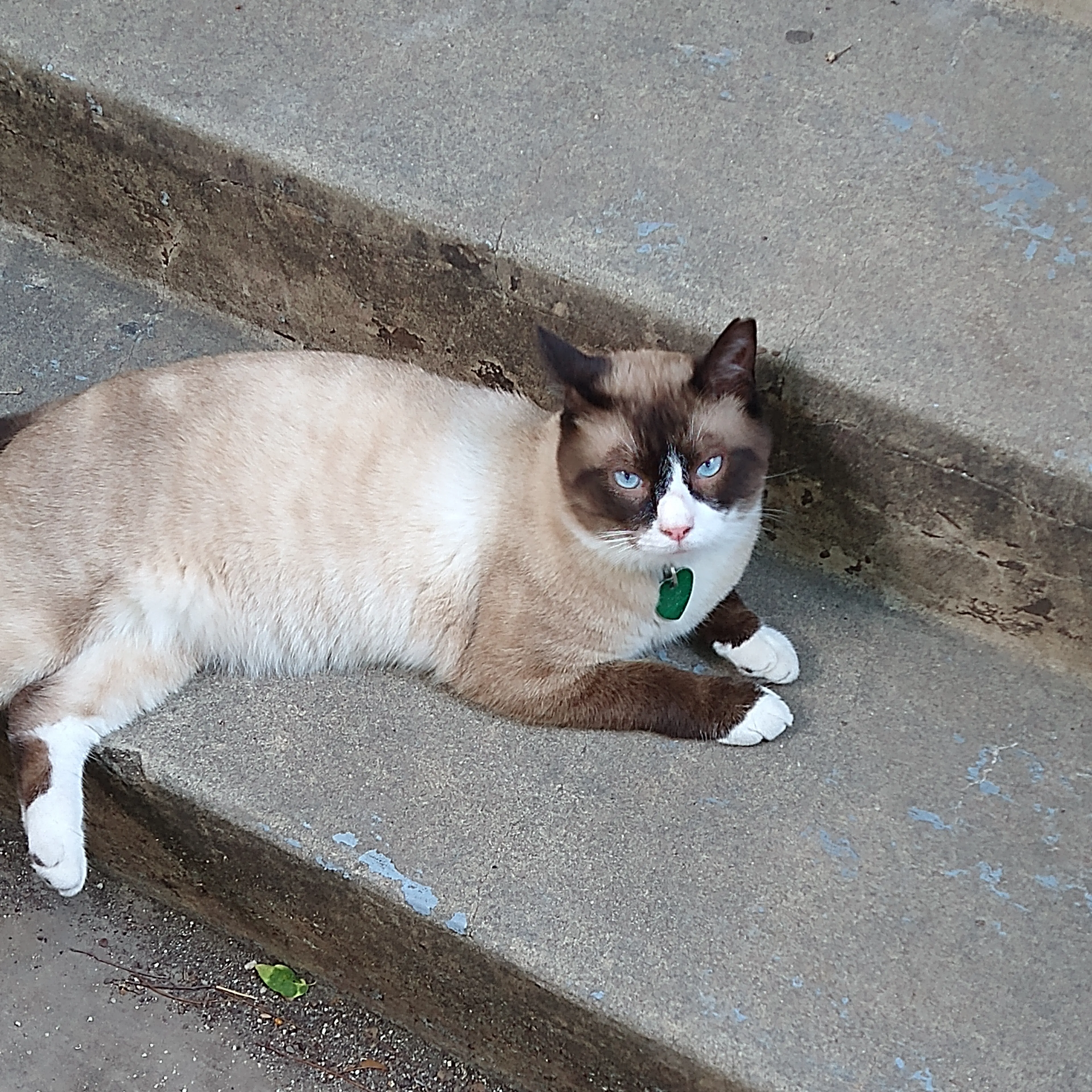 Lost pet-1