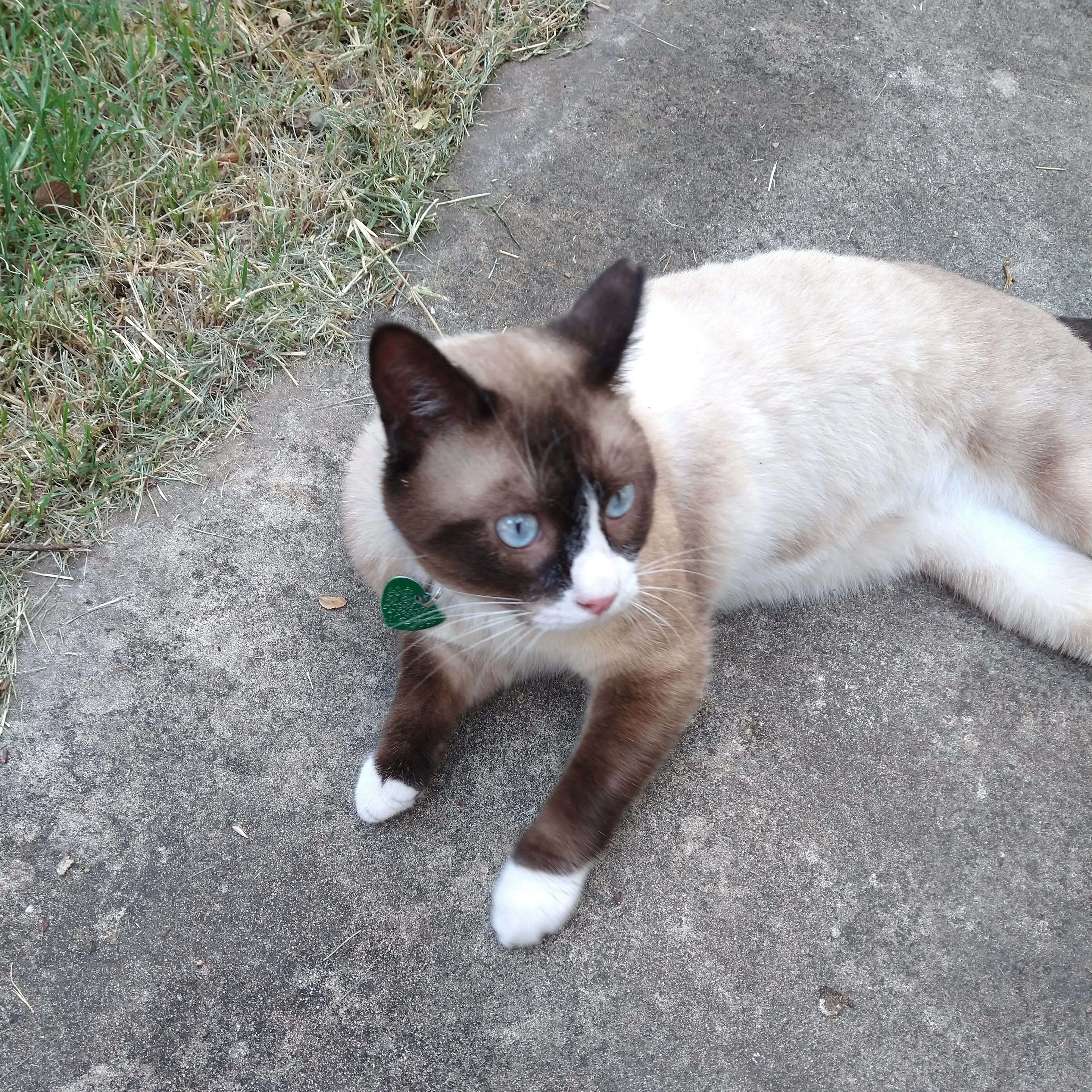 Lost pet-3