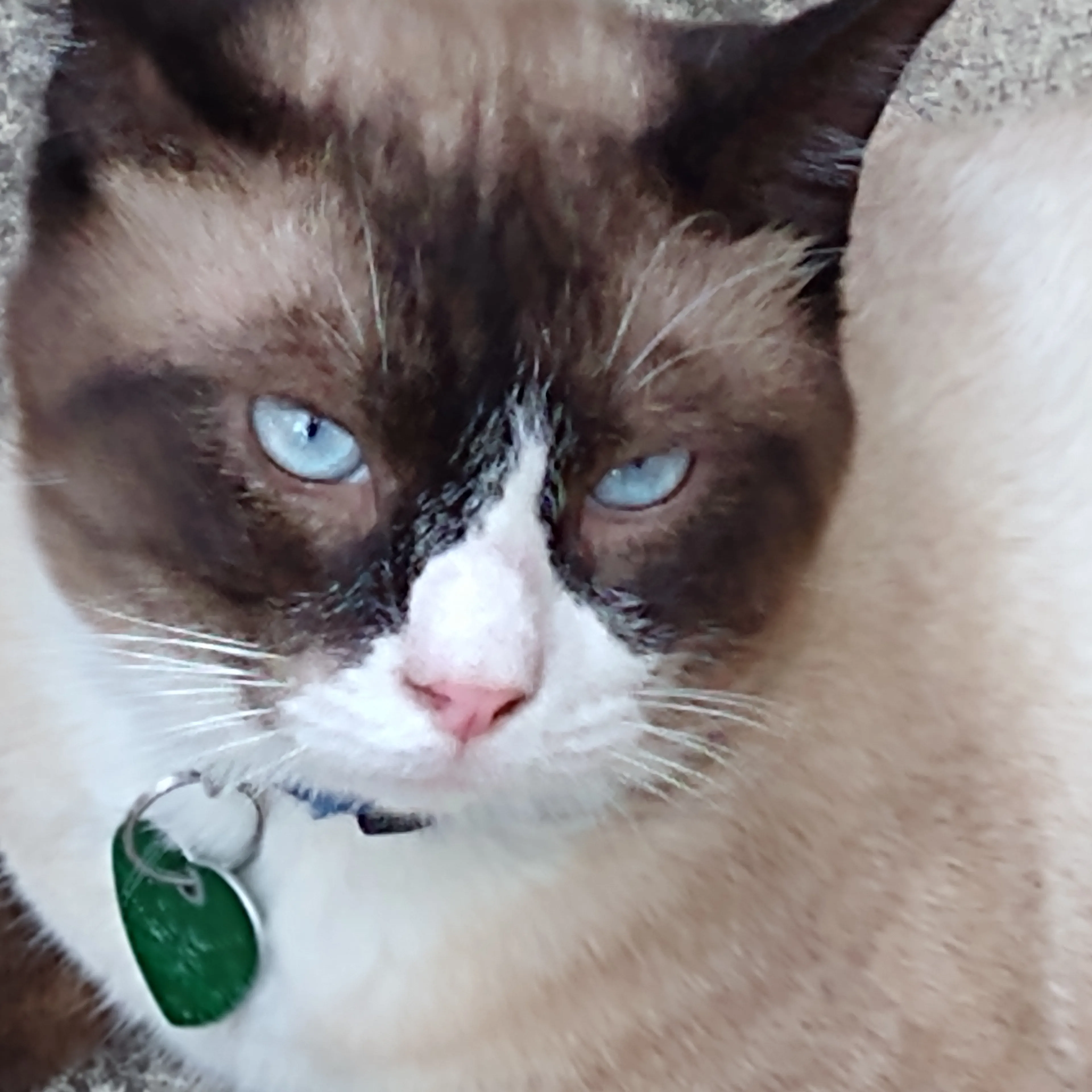 Lost pet-2