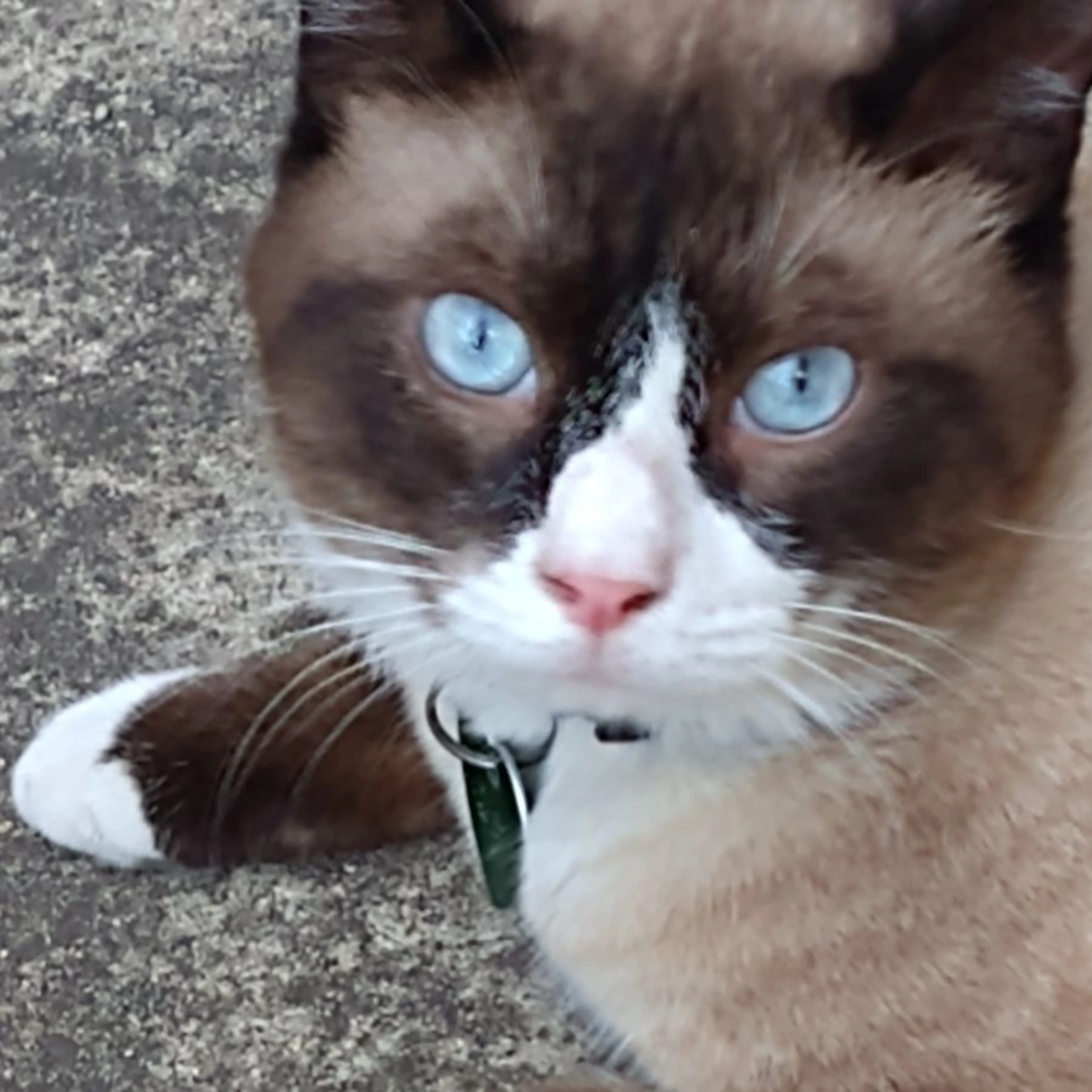 Lost pet-0
