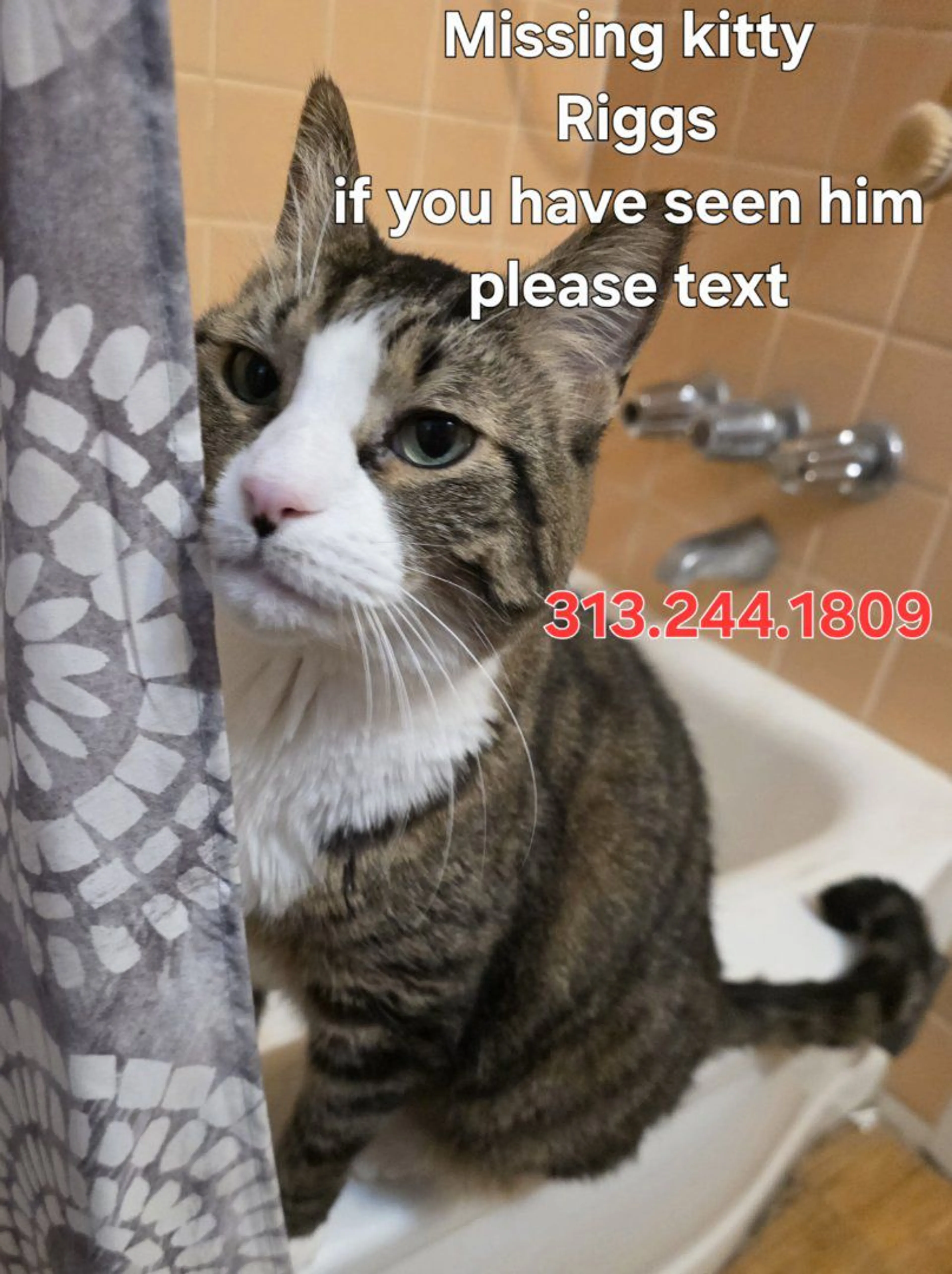Lost pet