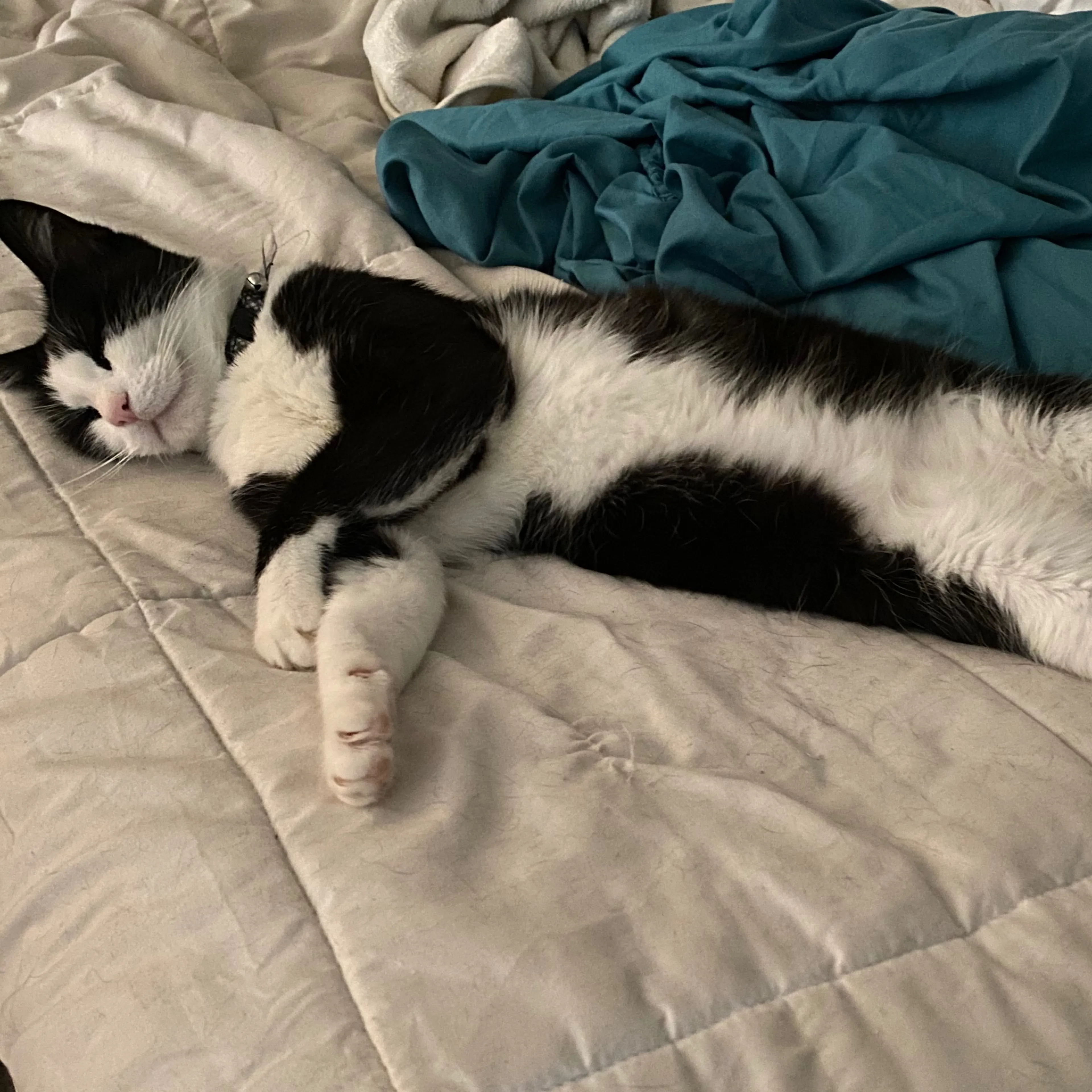 Lost pet-1