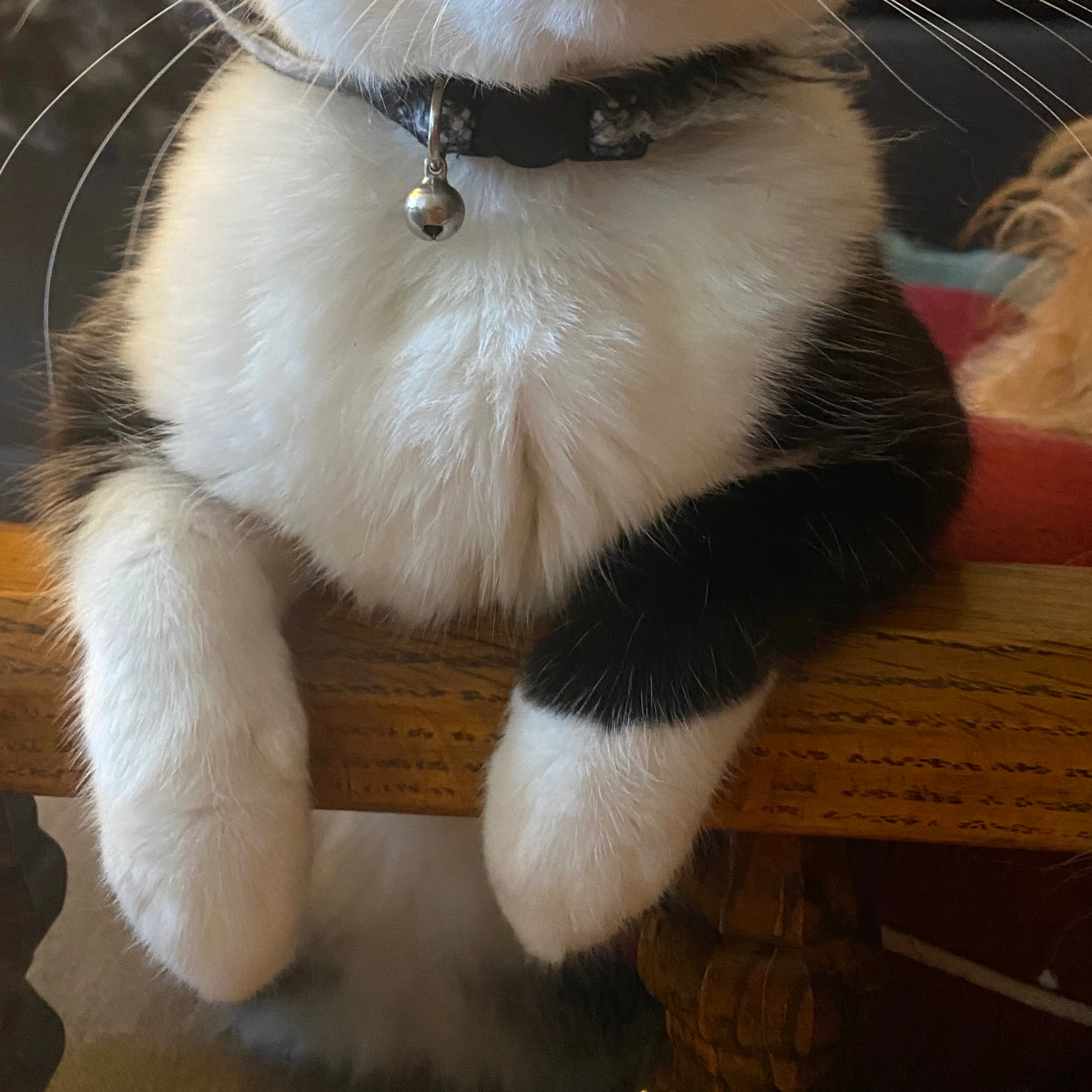 Lost pet-3