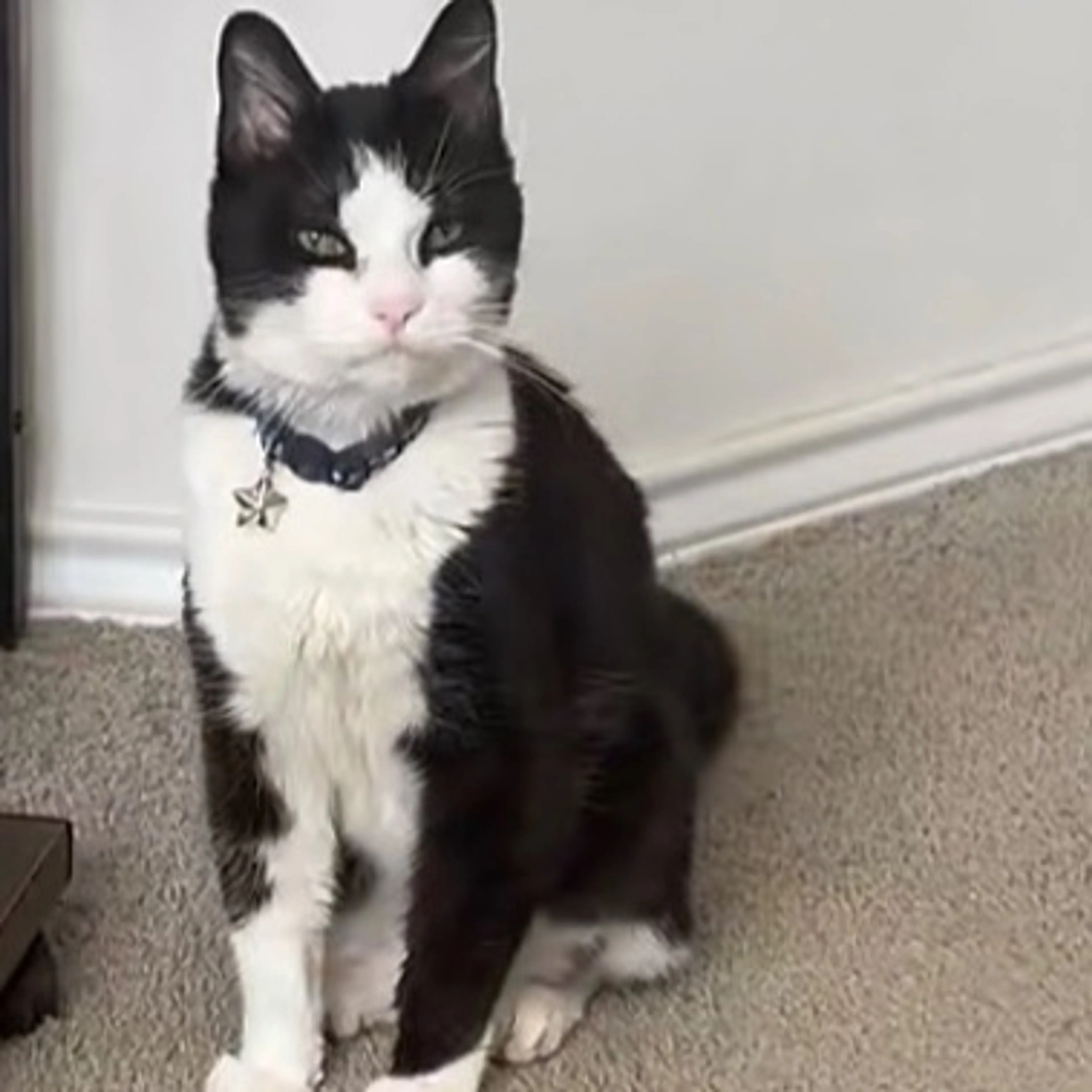 Lost pet-0
