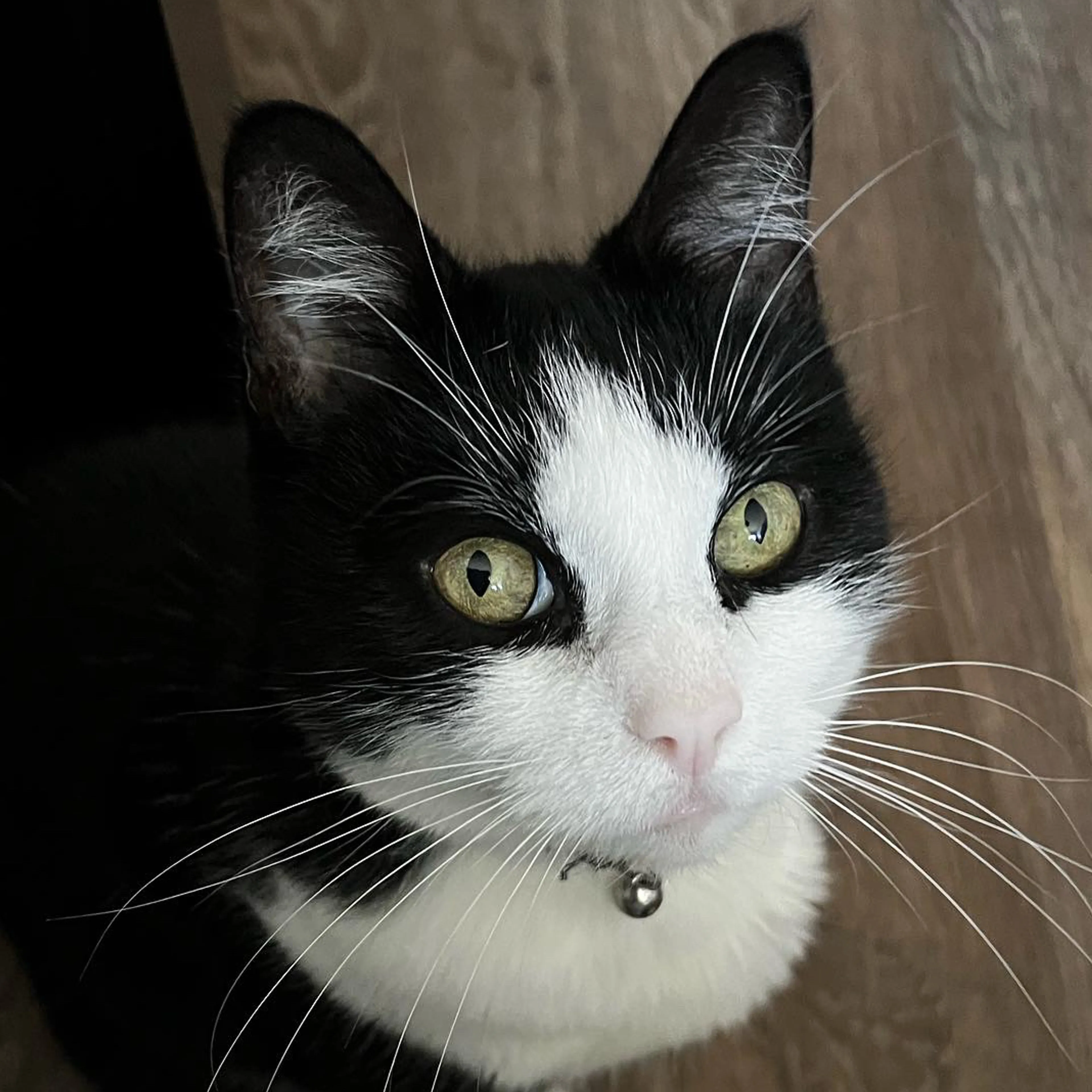 Lost pet-2