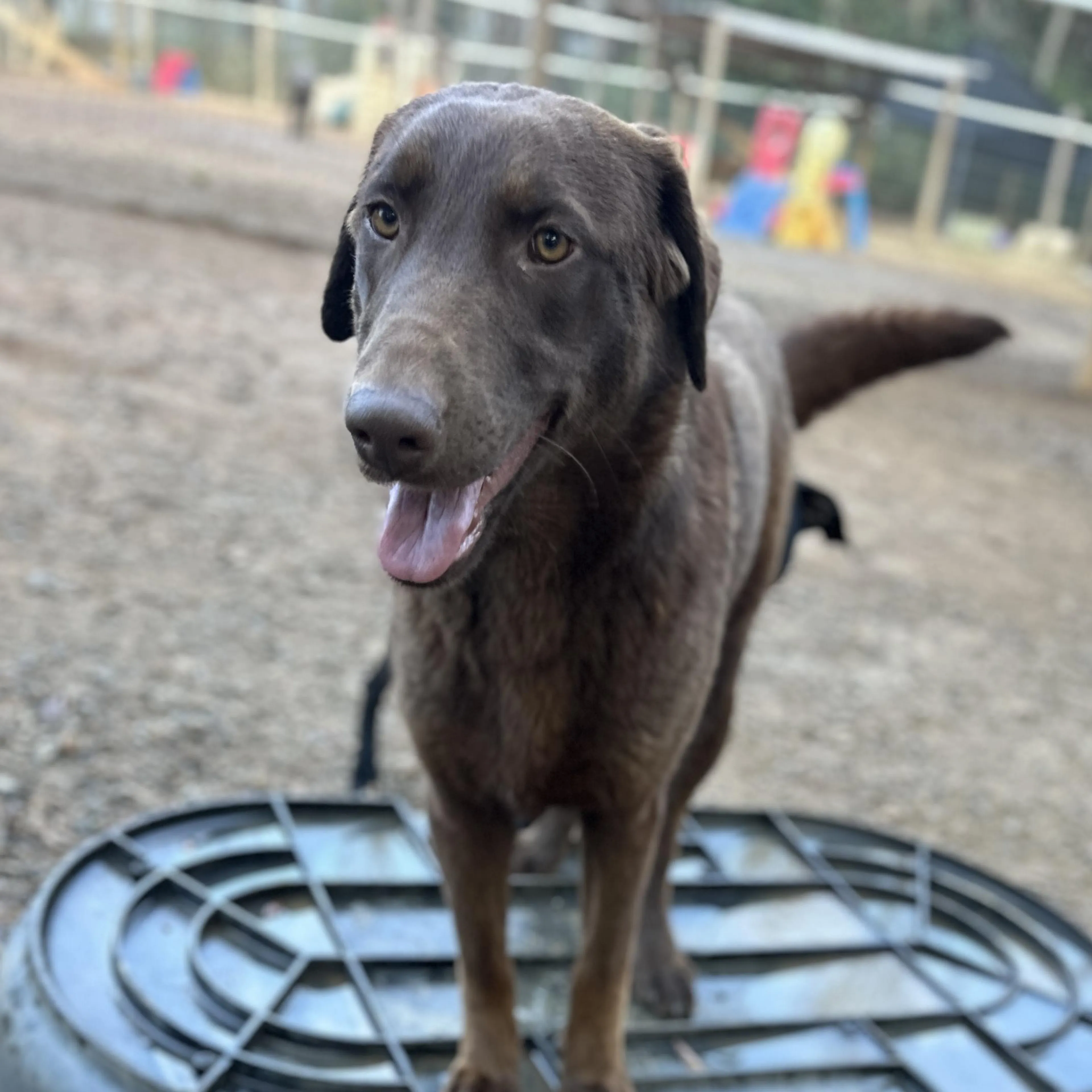 Found pet-0