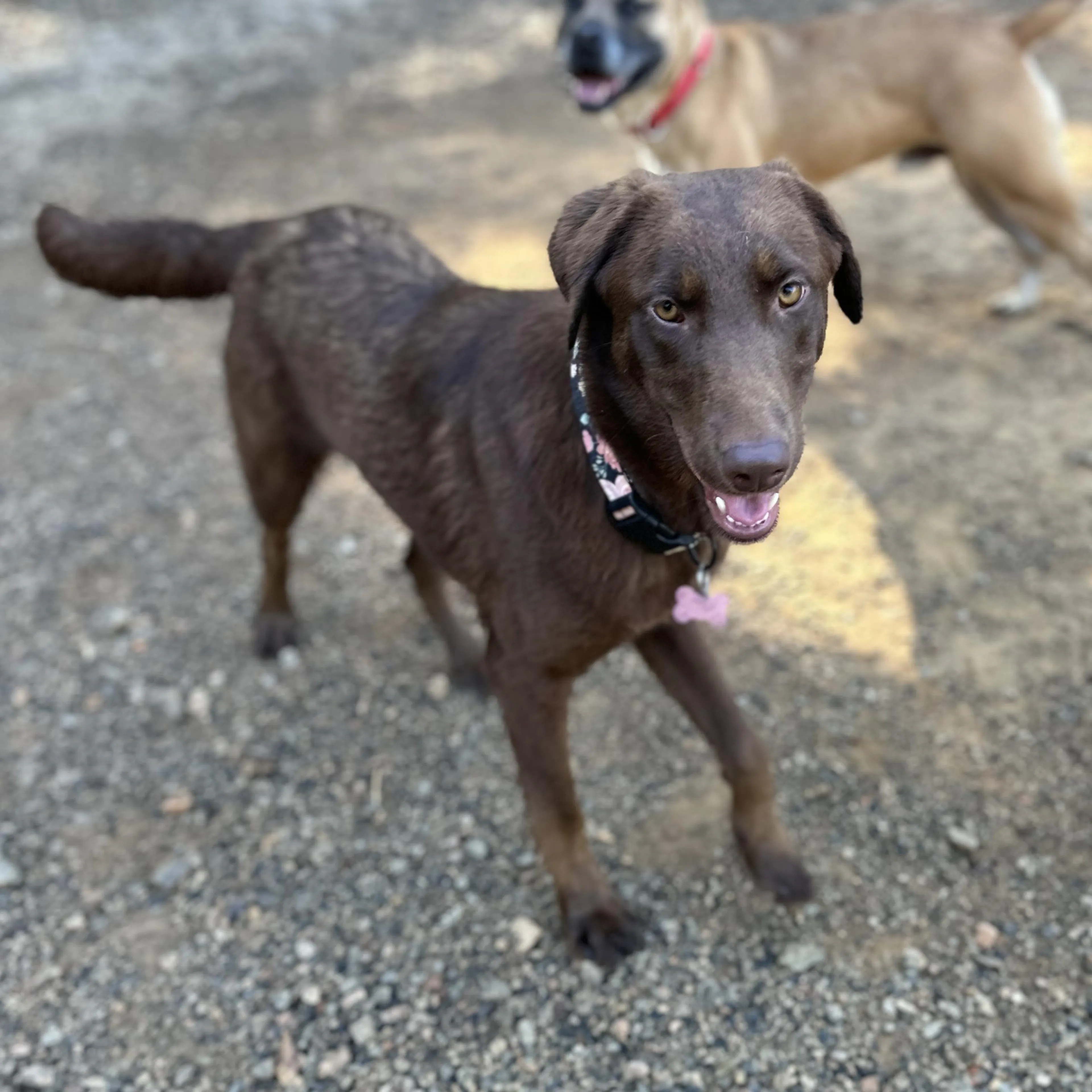 Found pet-4