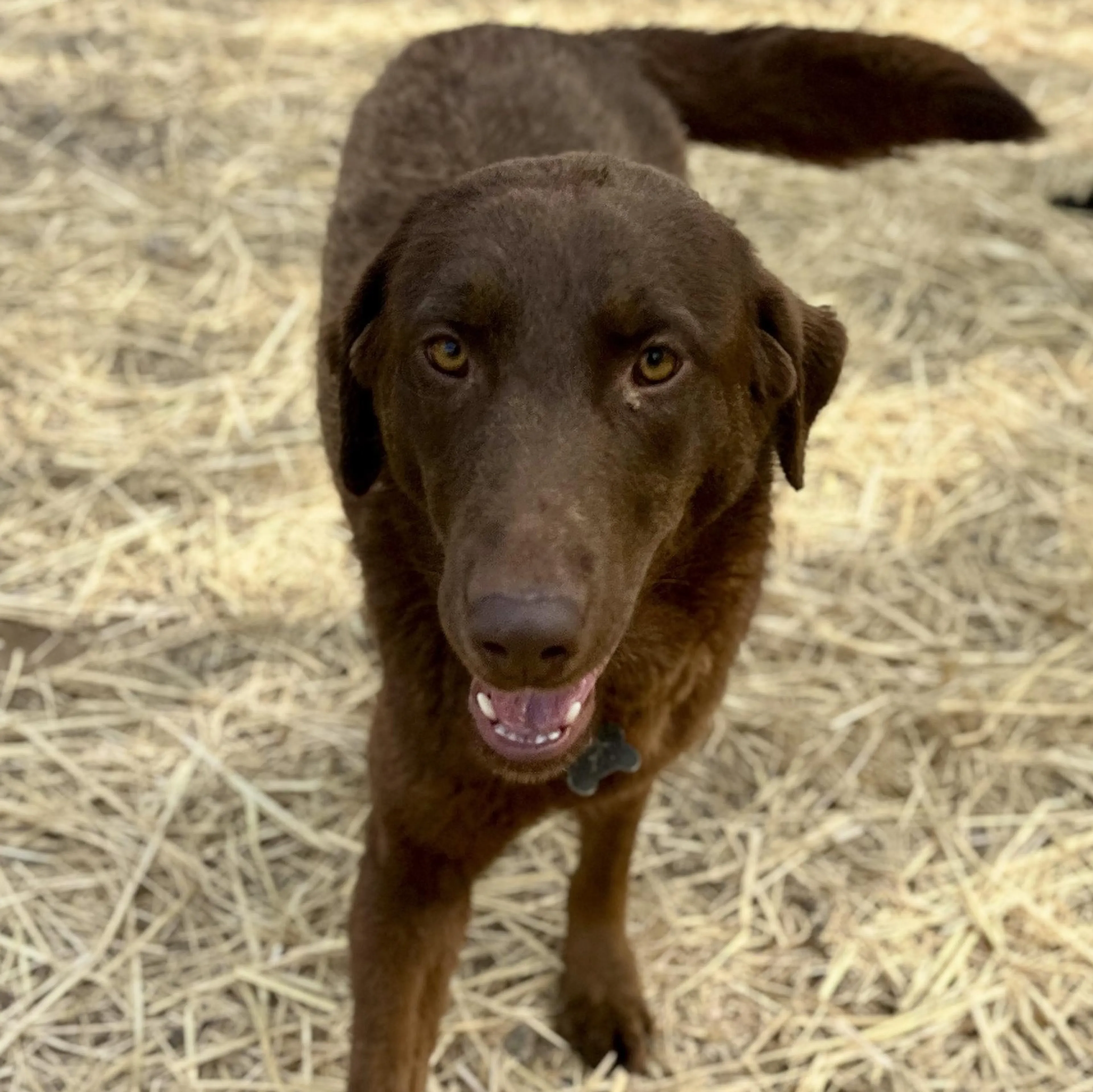 Found pet-5