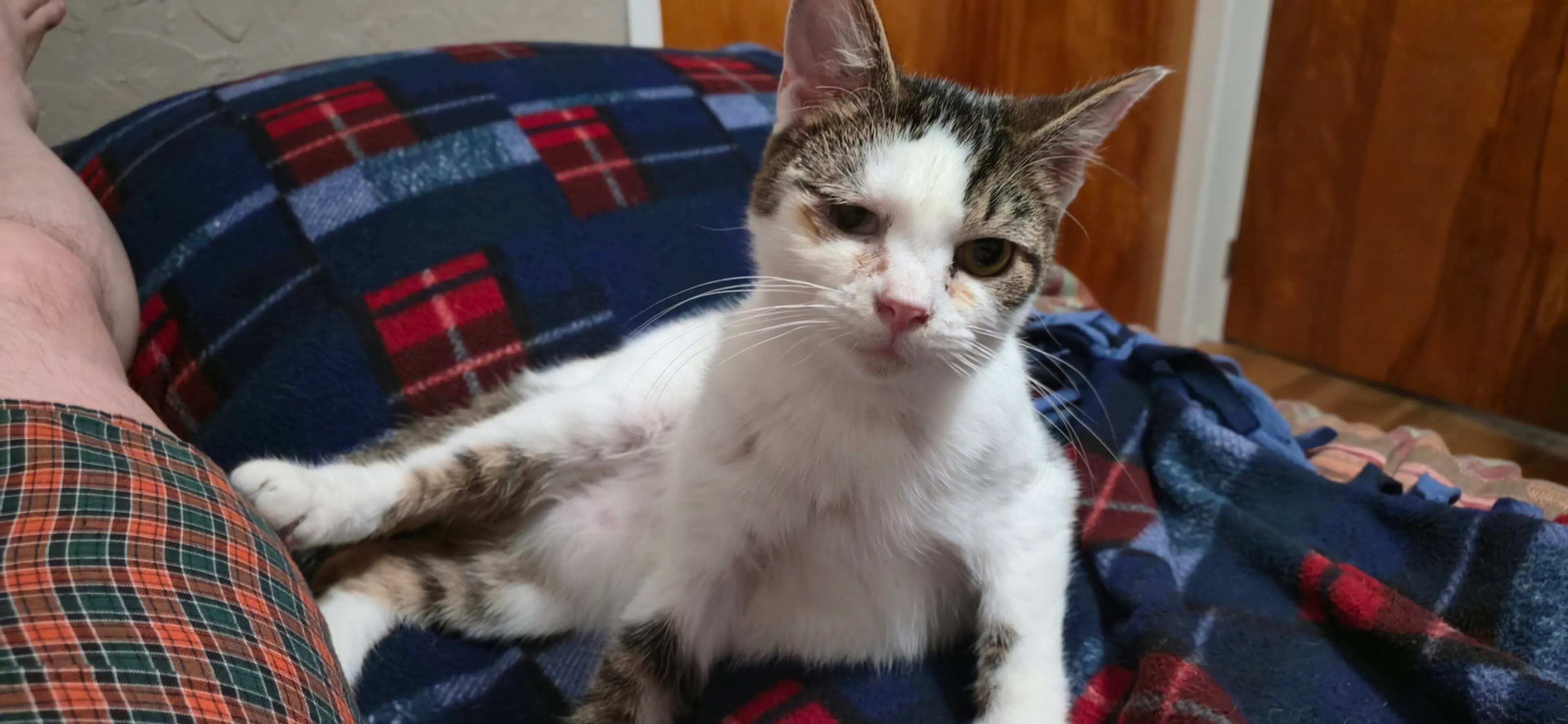 Found pet-1