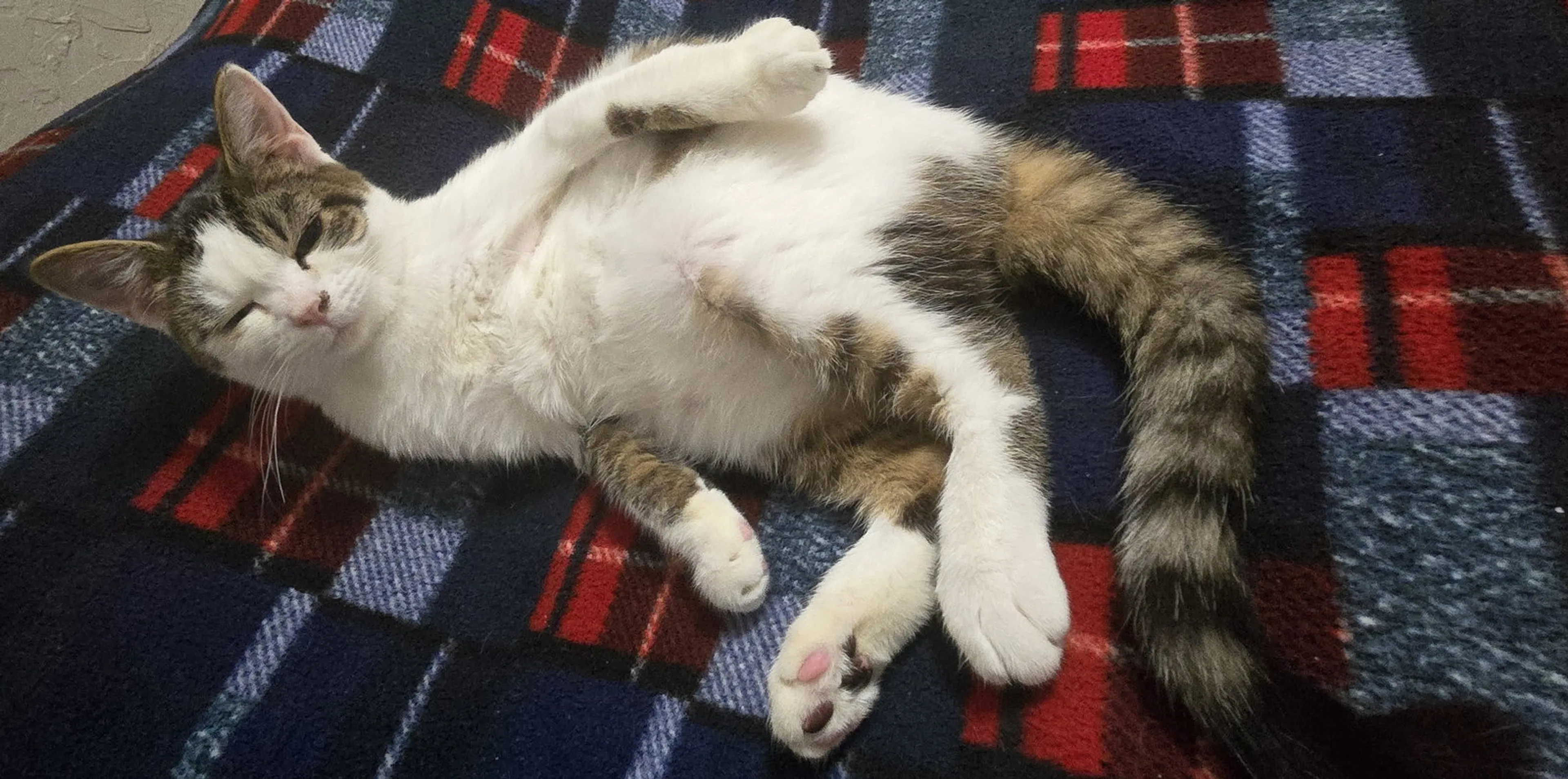 Found pet-0