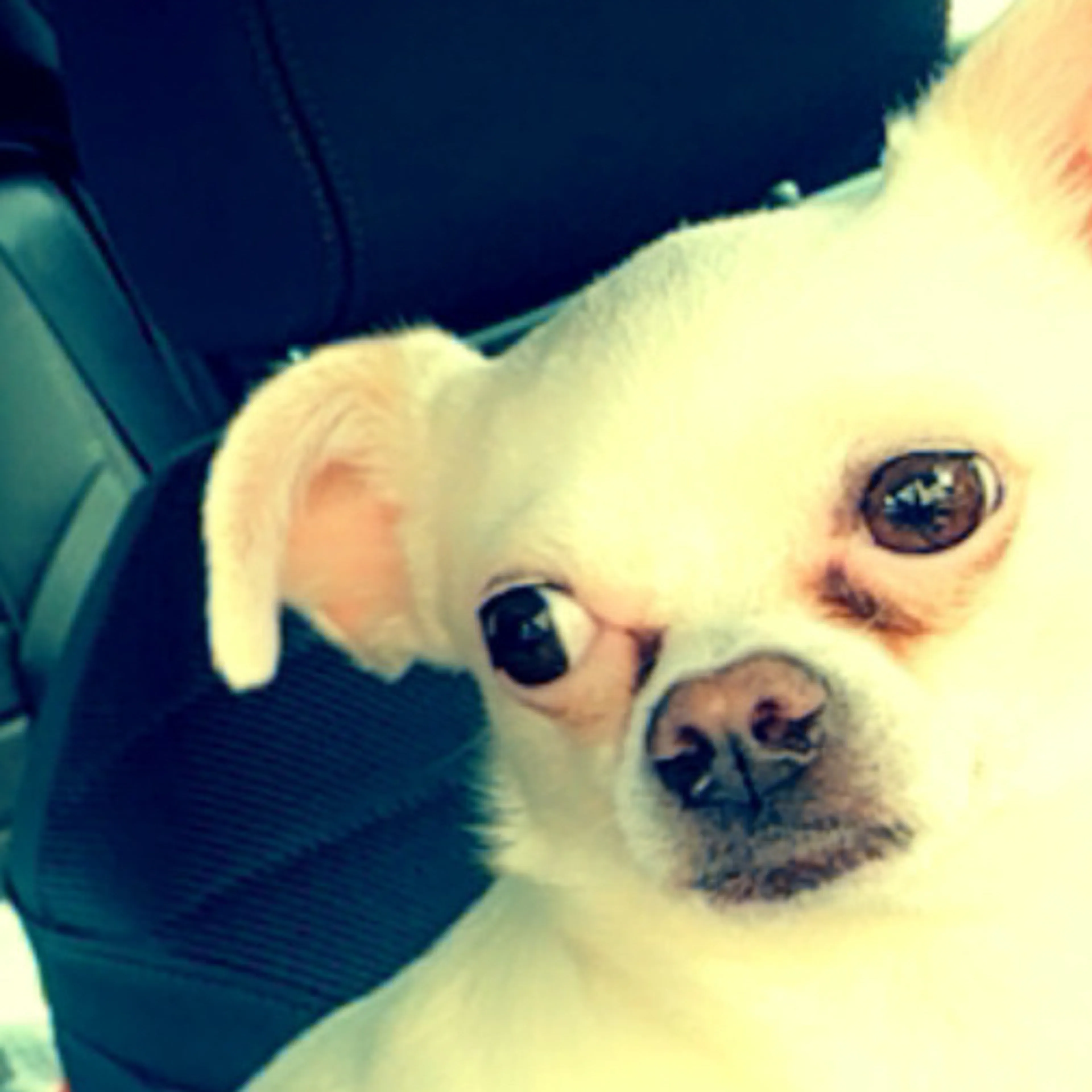 Lost pet-1