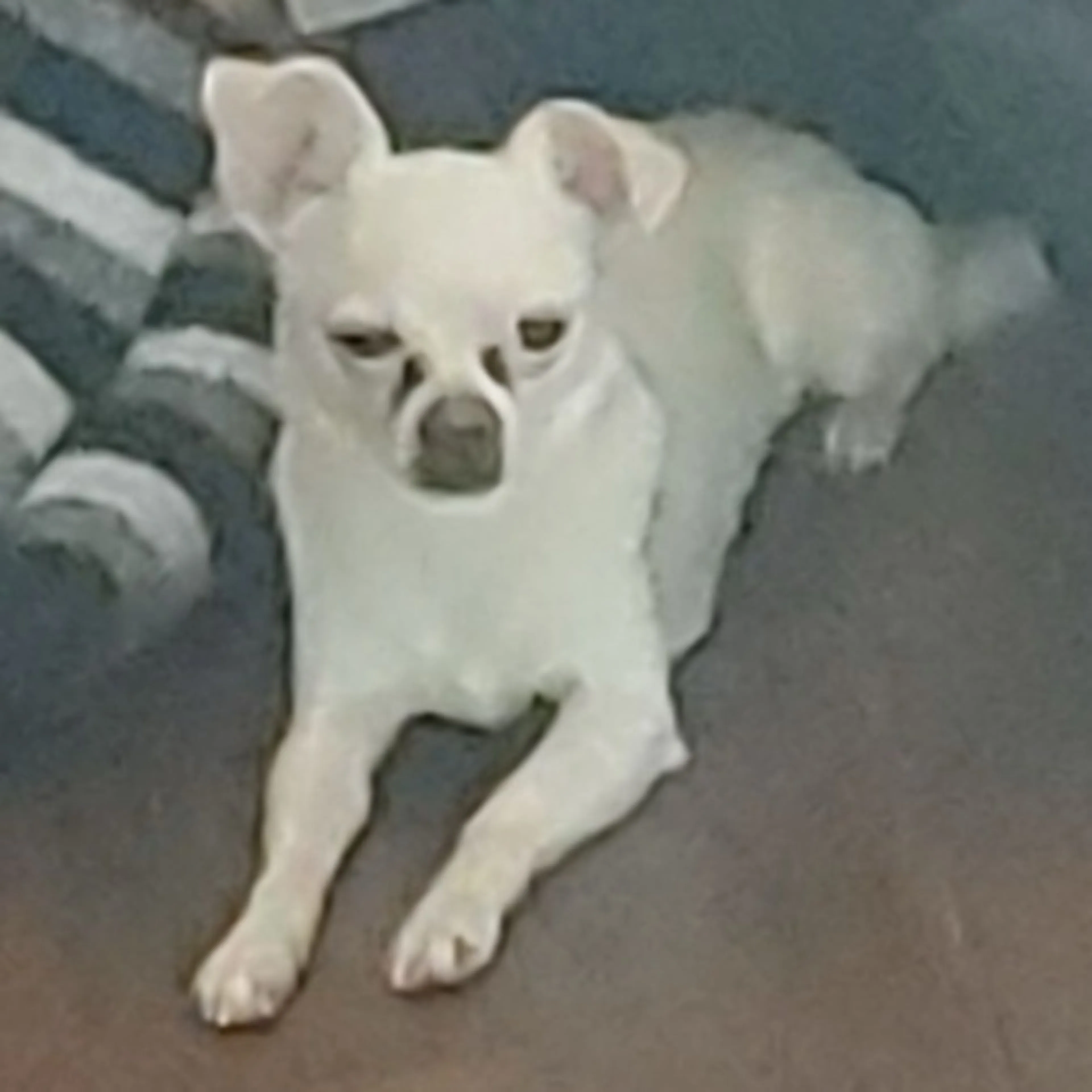 Lost pet-0