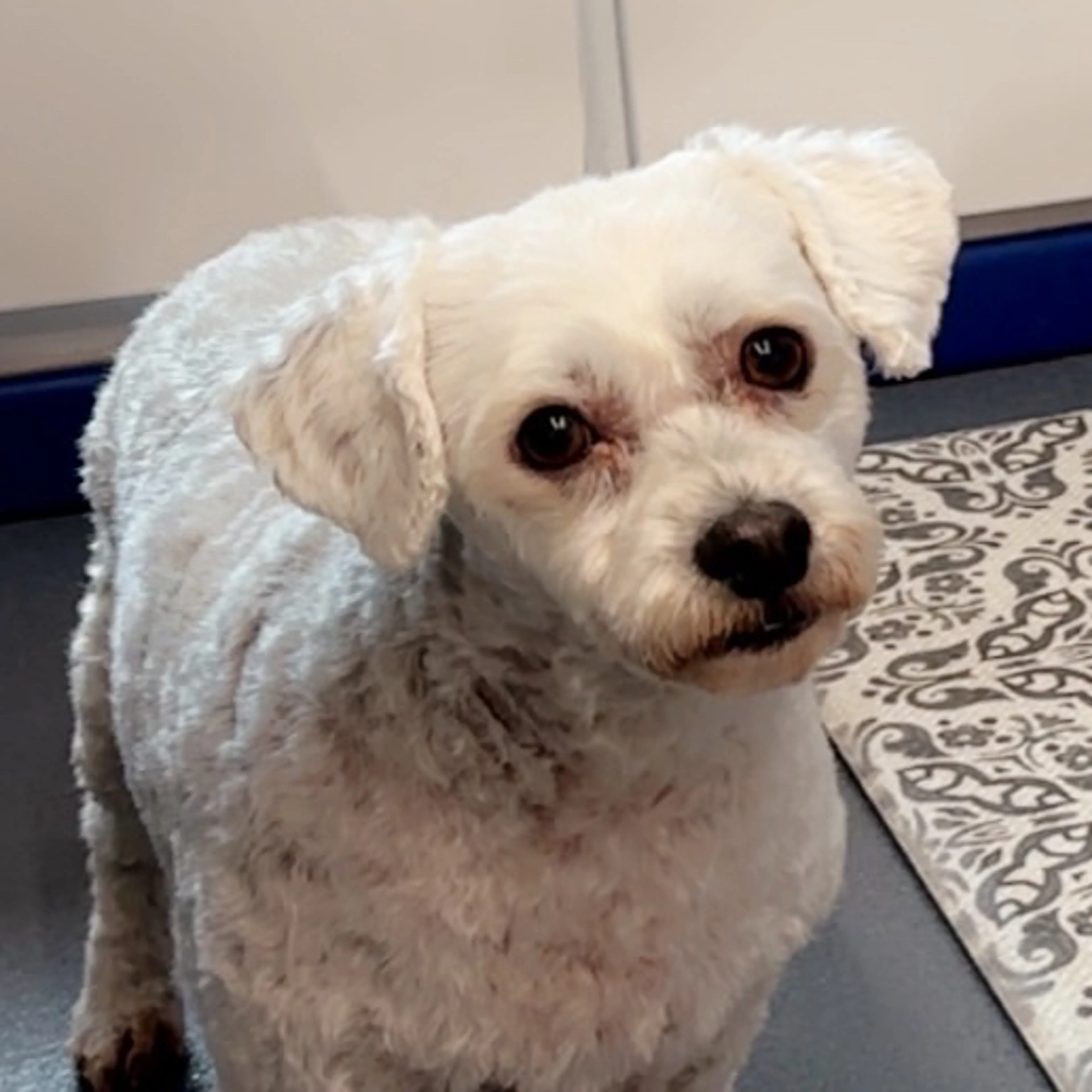 Lost pet-2