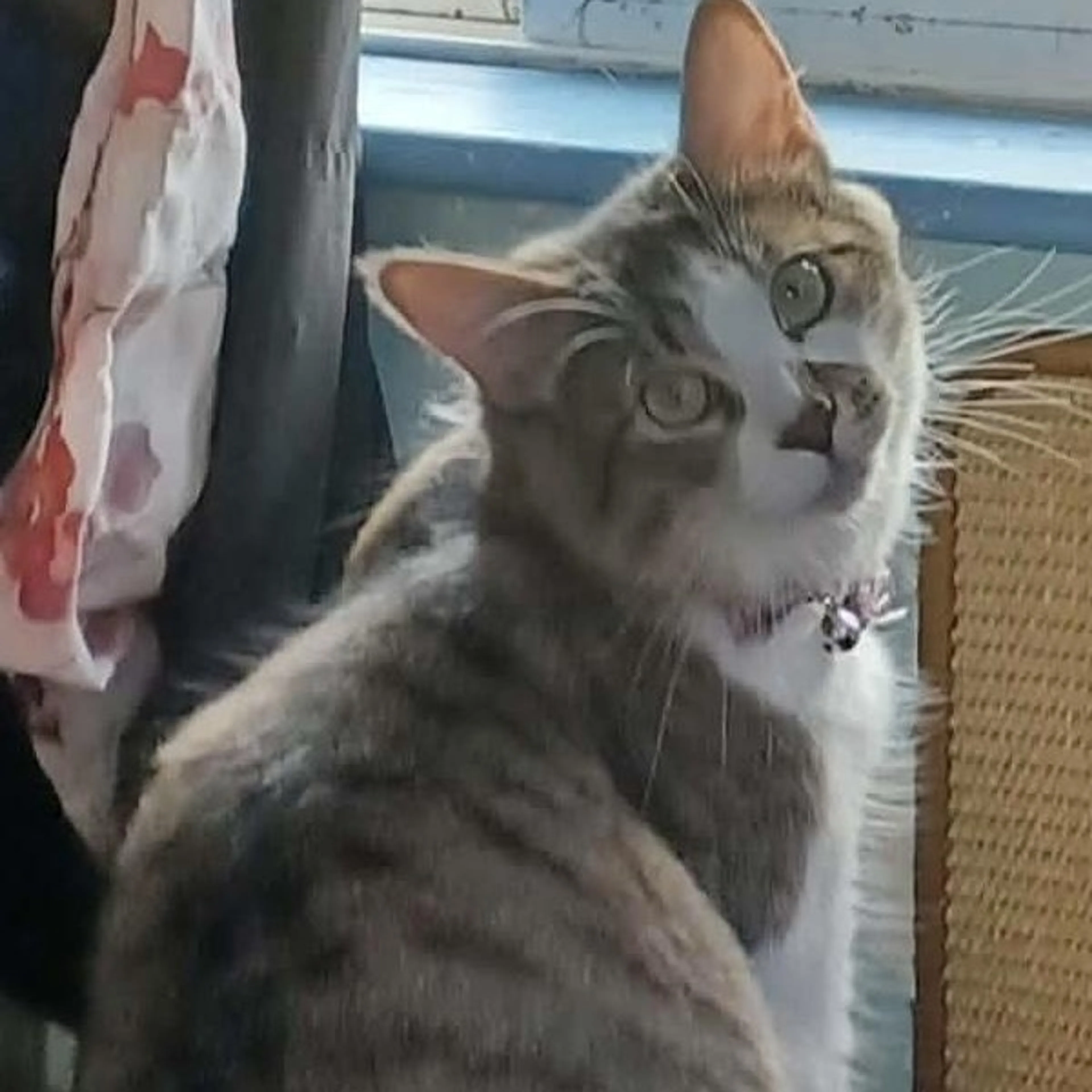 Found pet-5