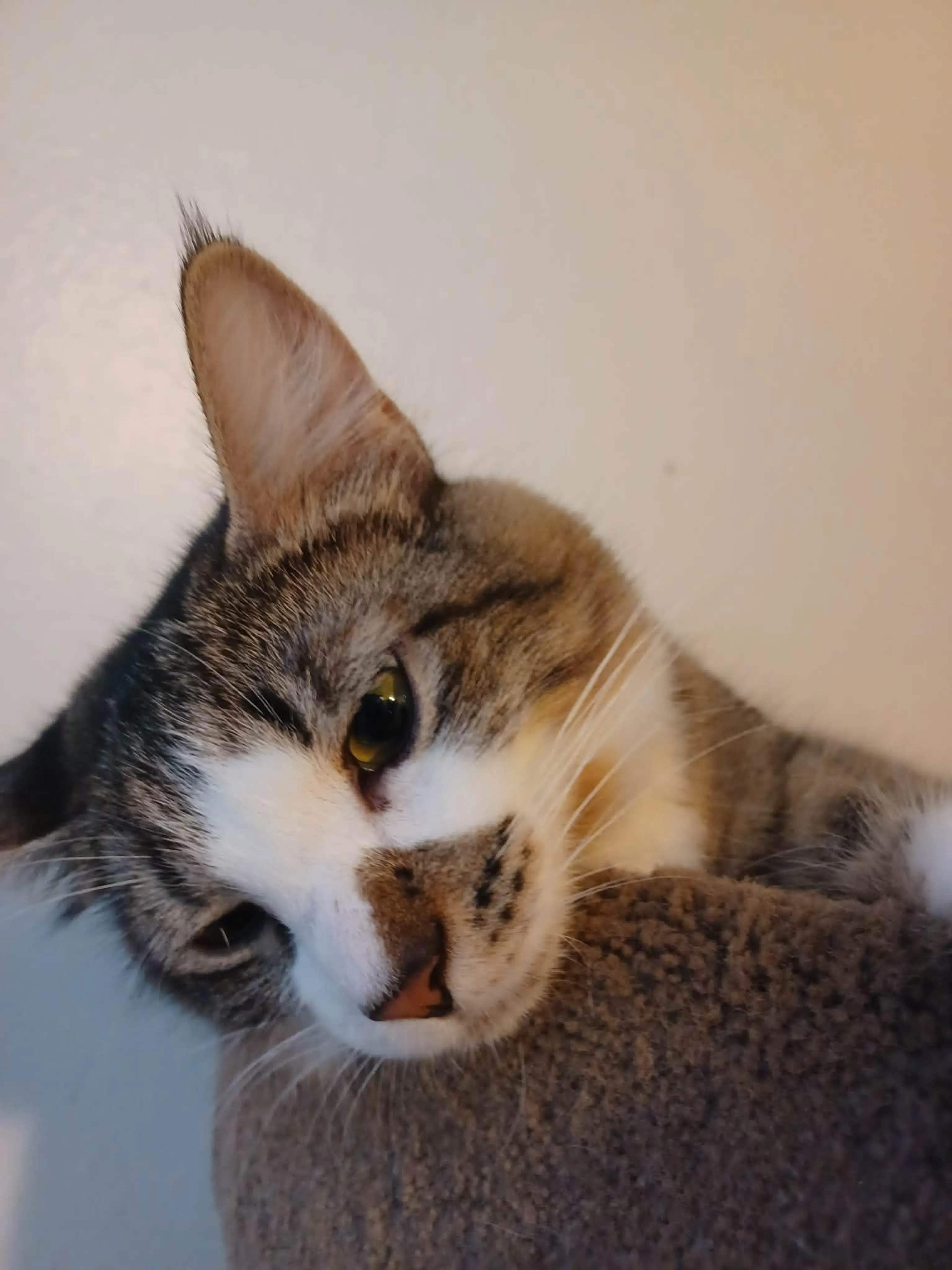 Found pet-1