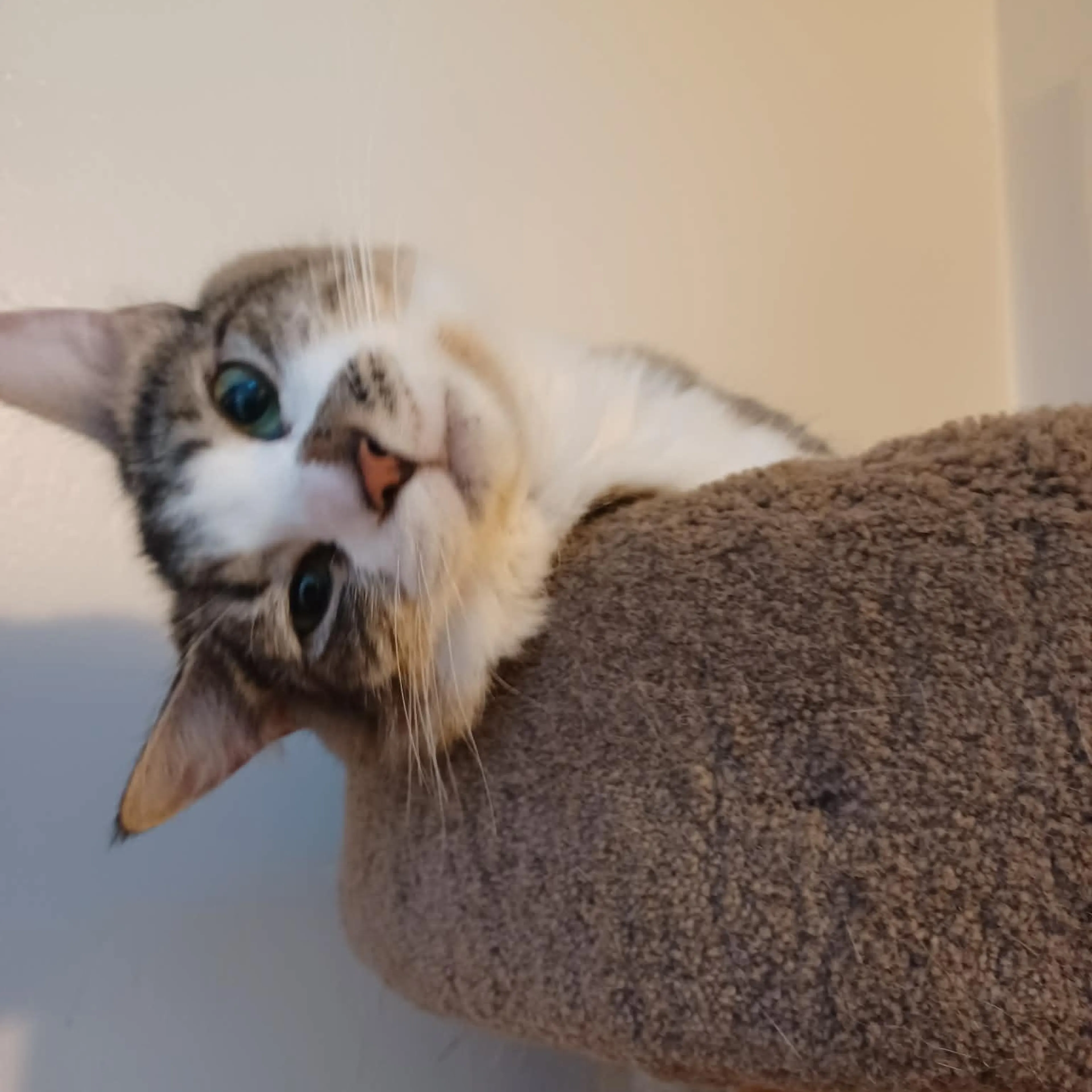 Found pet-3