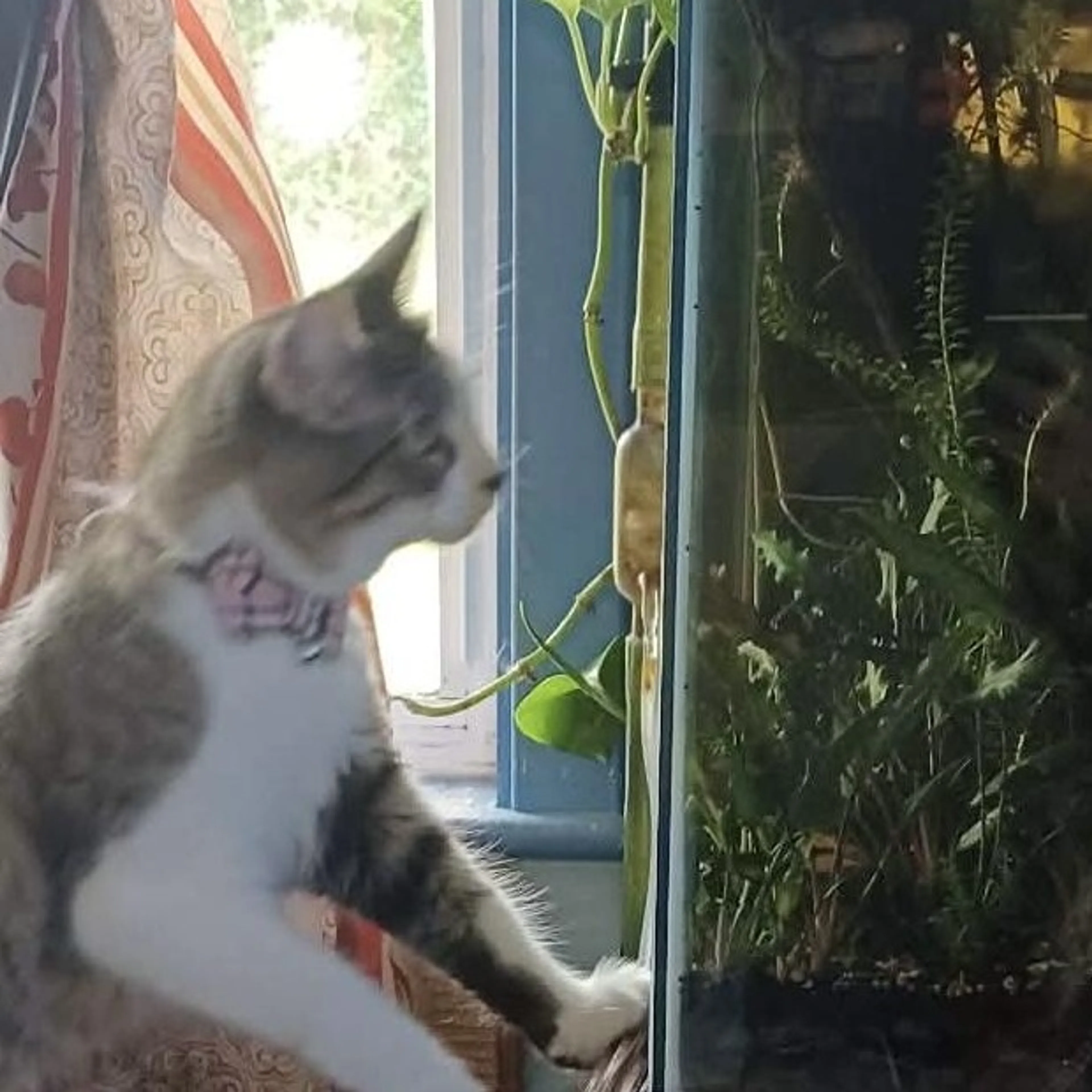 Found pet-4