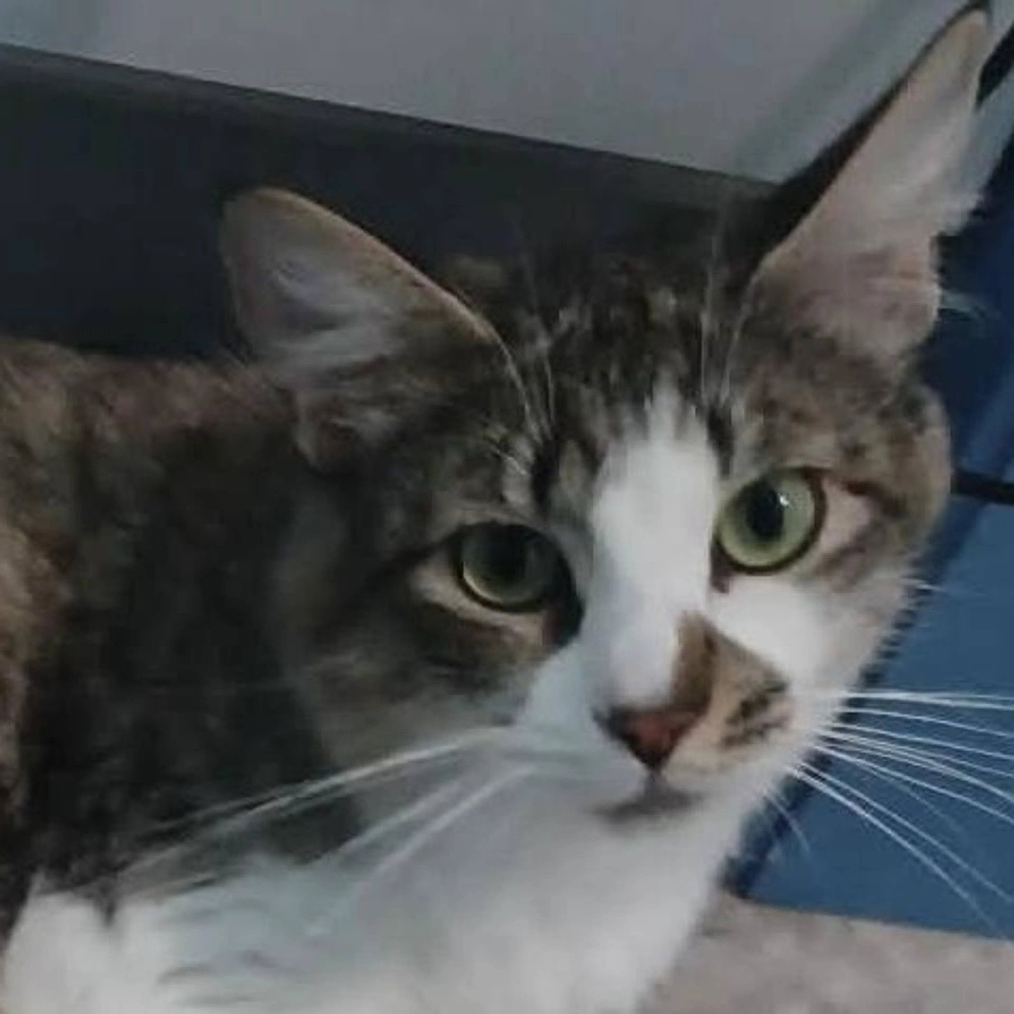 Found pet-2