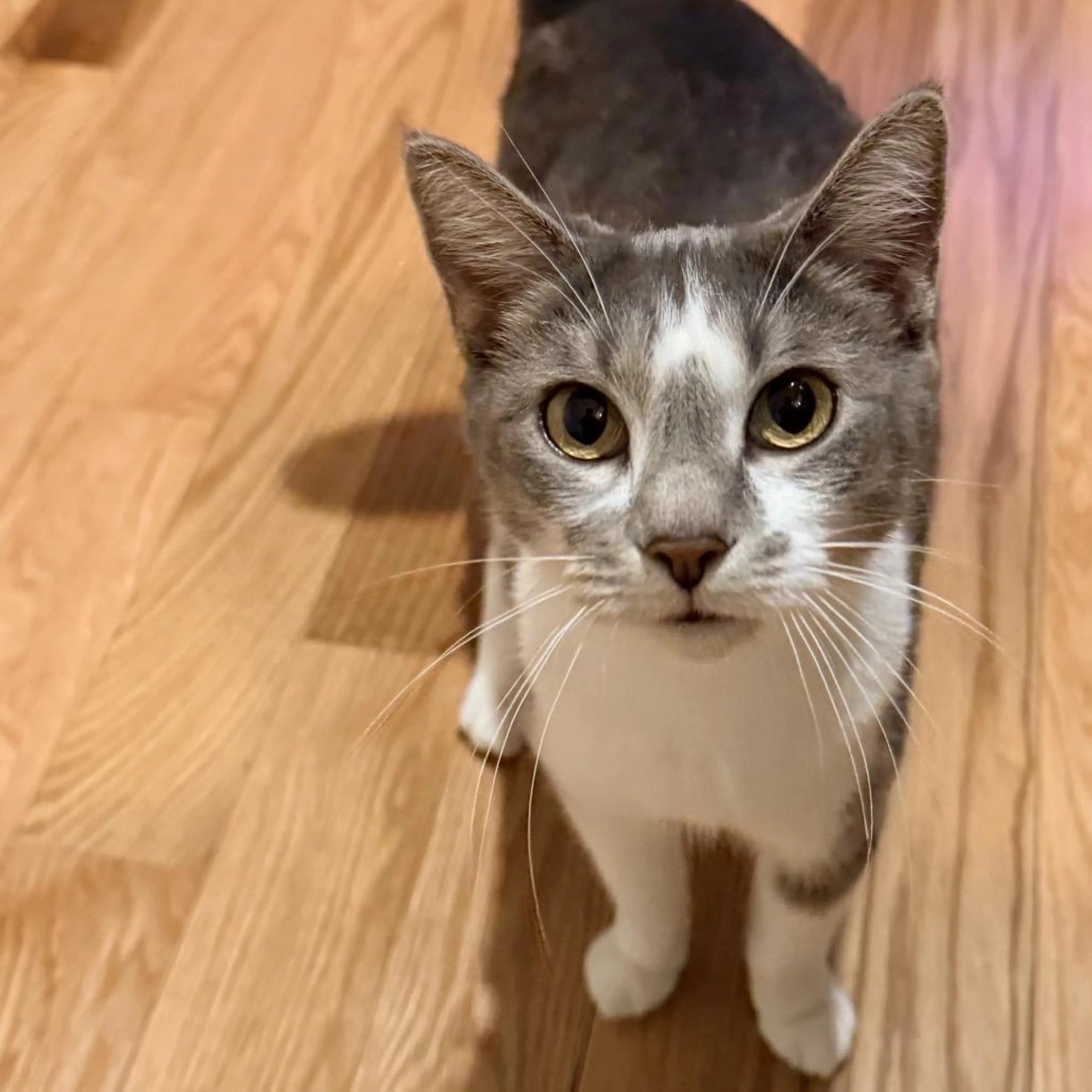 Found pet-3