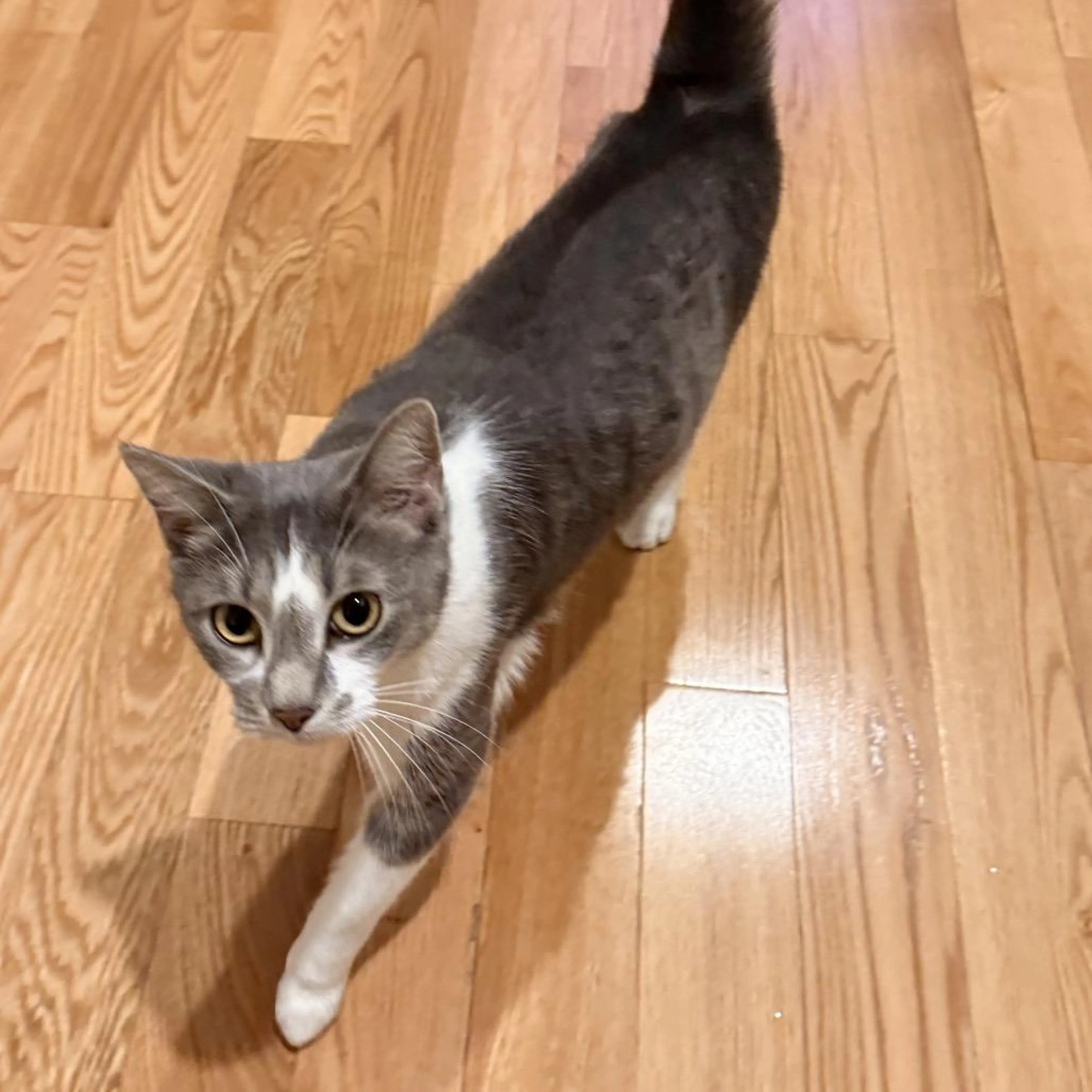 Found pet-4