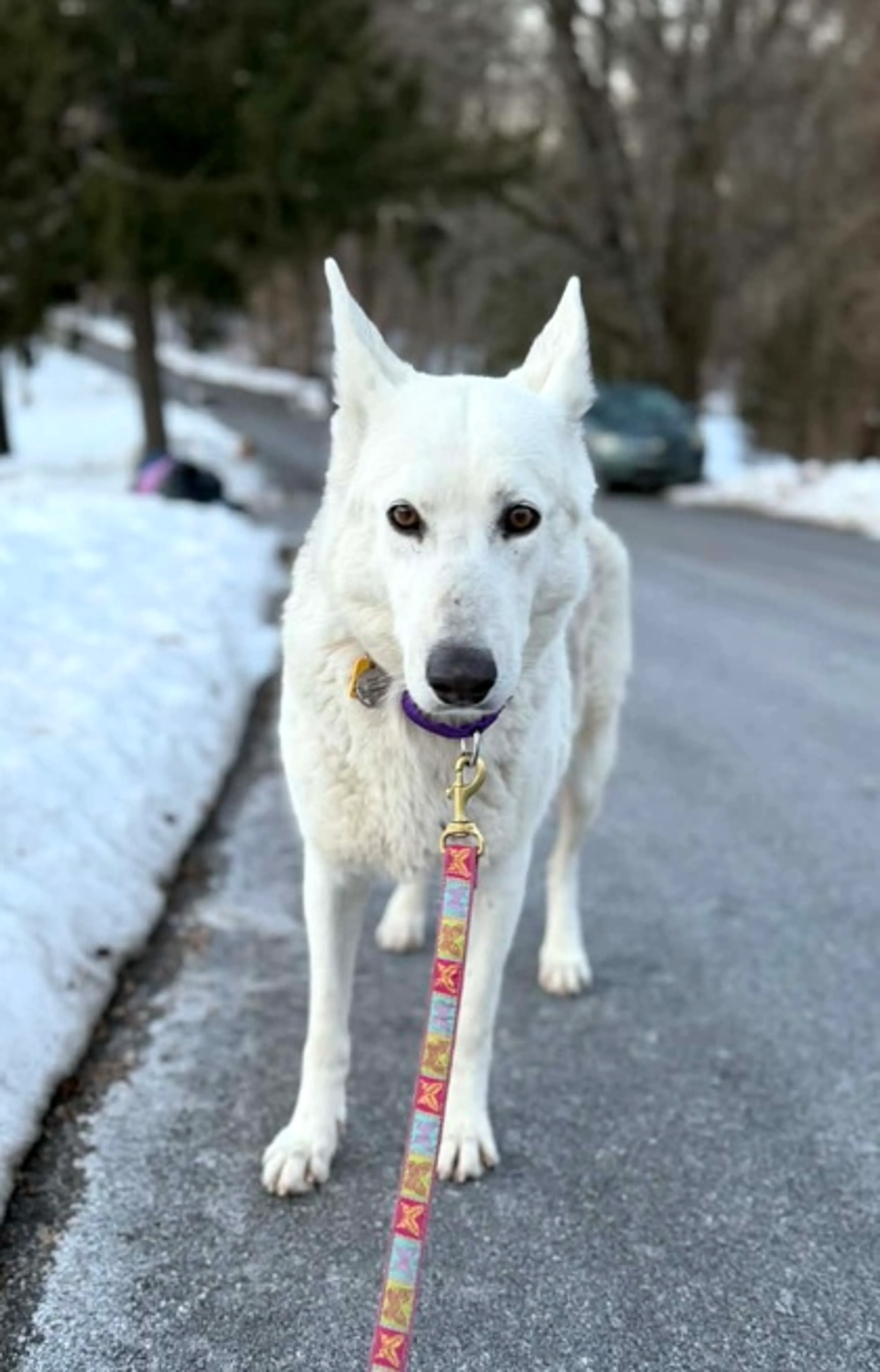 Found pet-1