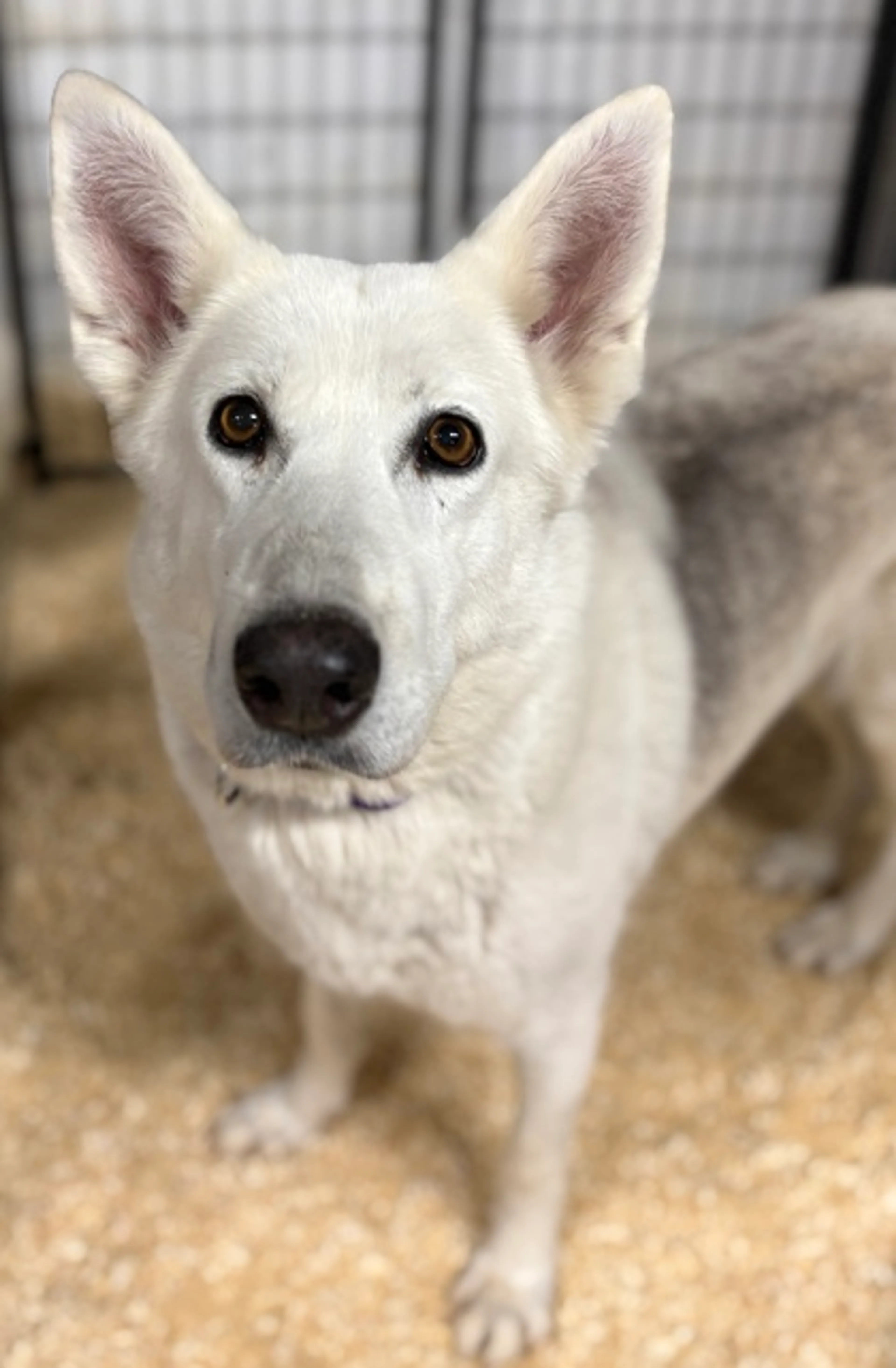 Found pet-2