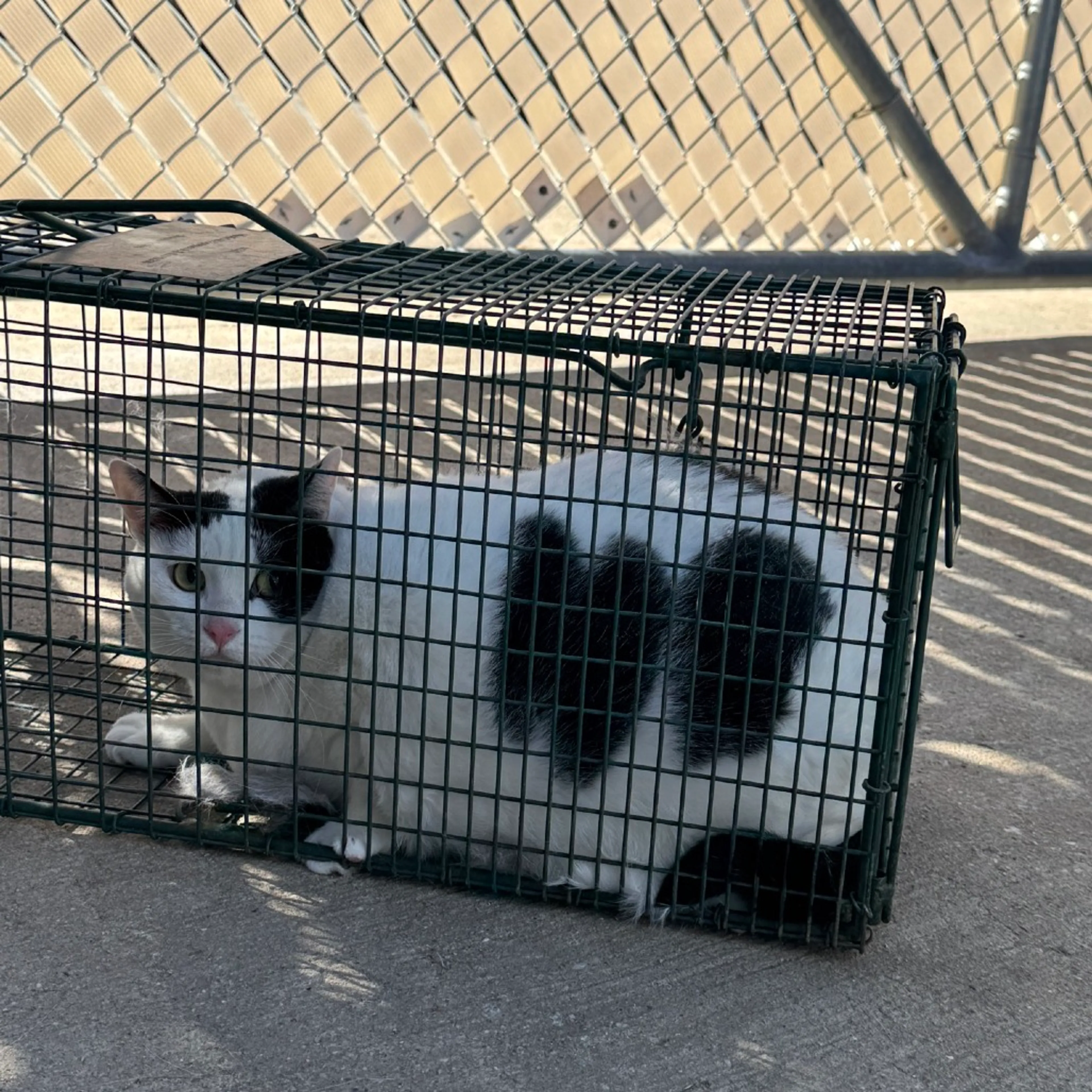 Found pet-1