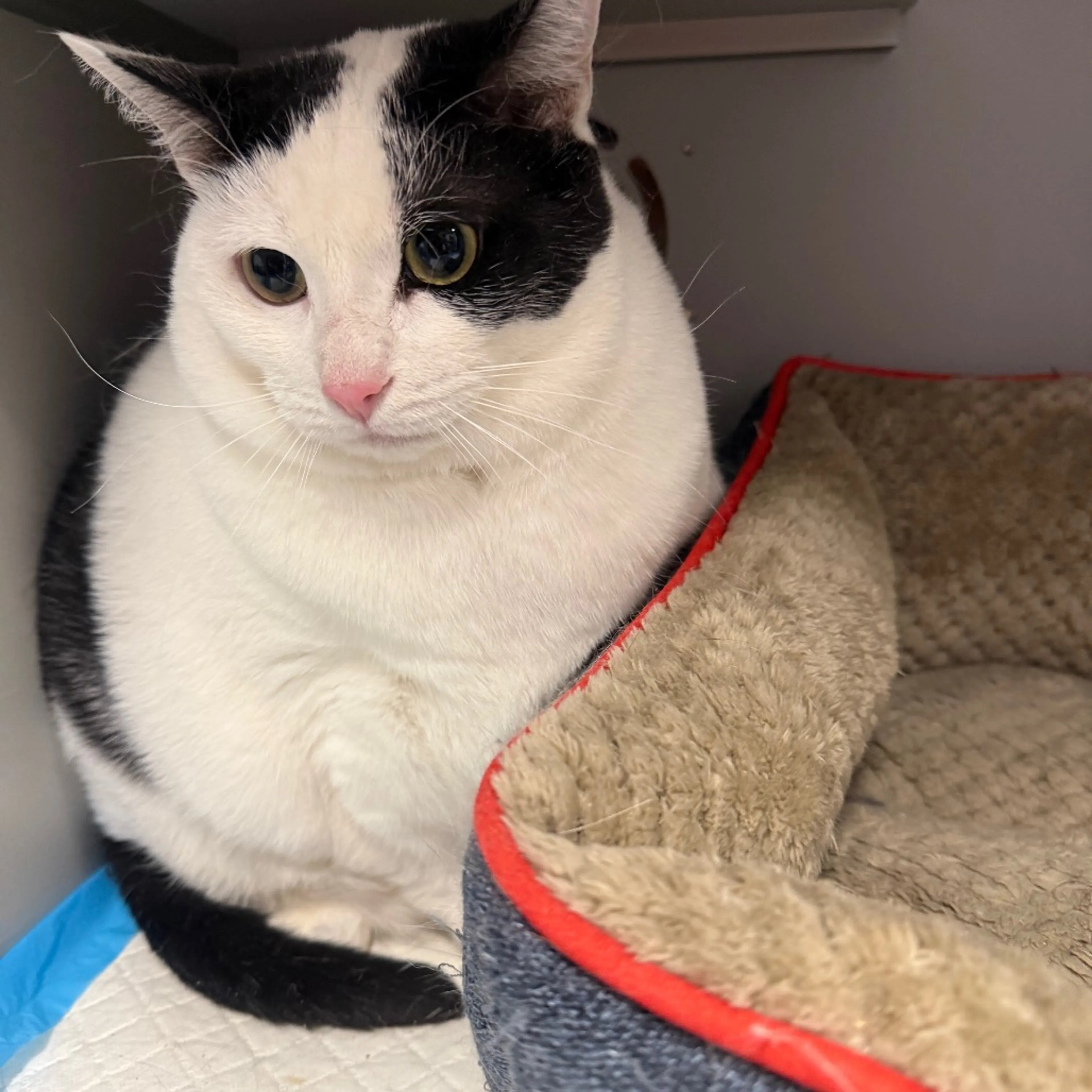 Found pet-2