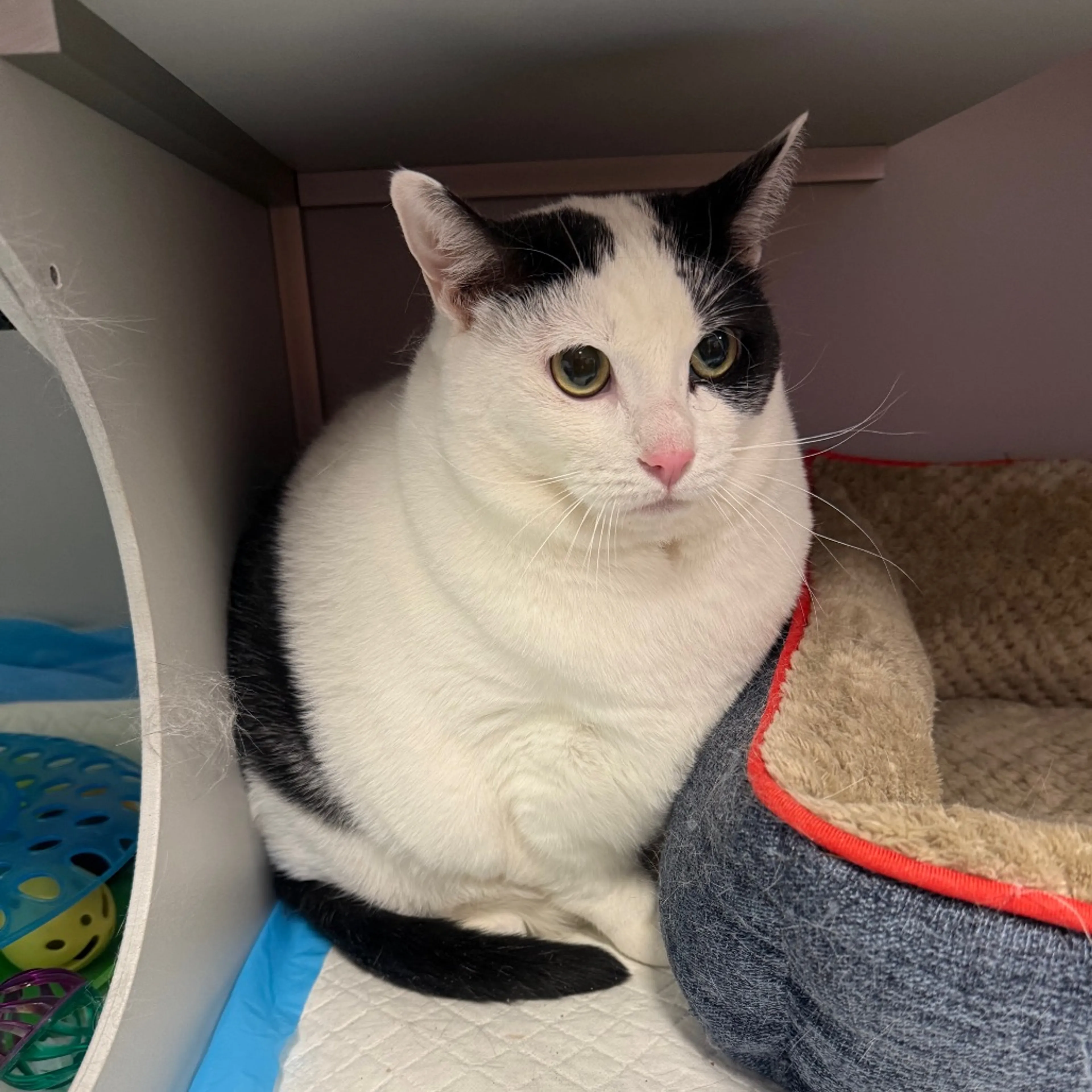 Found pet-3